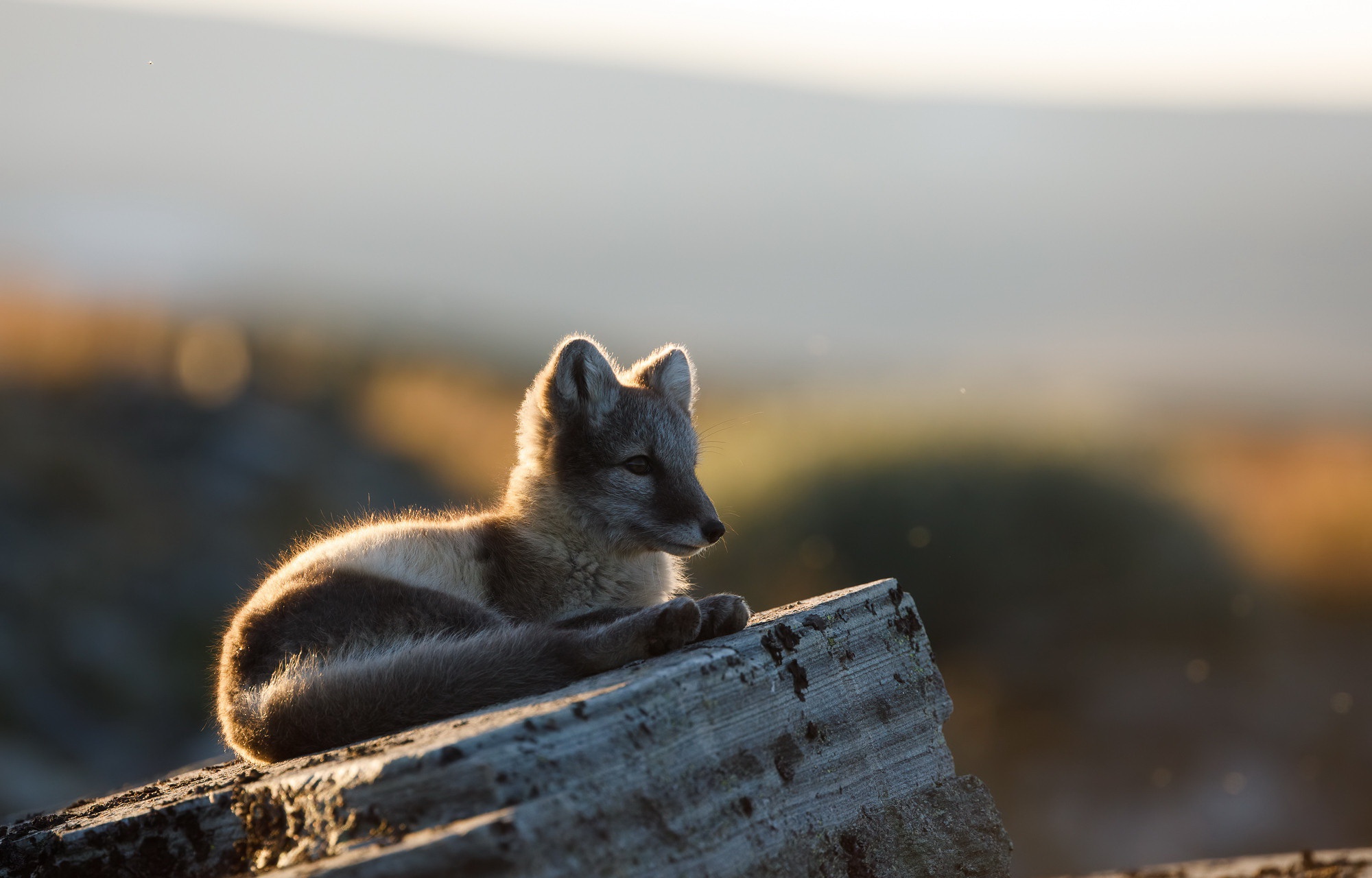Arctic Fox Cub Resting on Wood HD Wallpaper