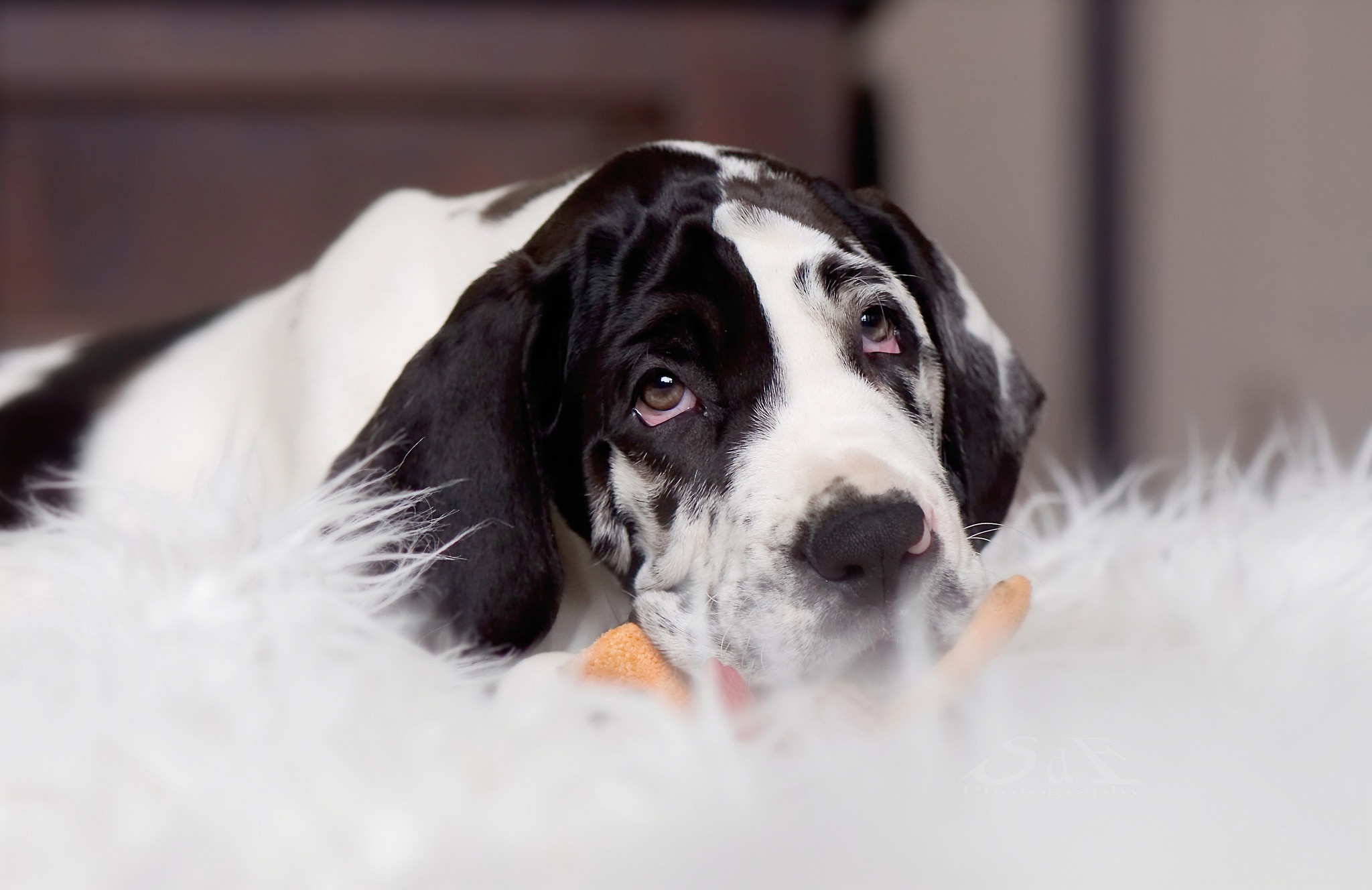 Harlequin Great Dane puppy lying down HD Wallpaper