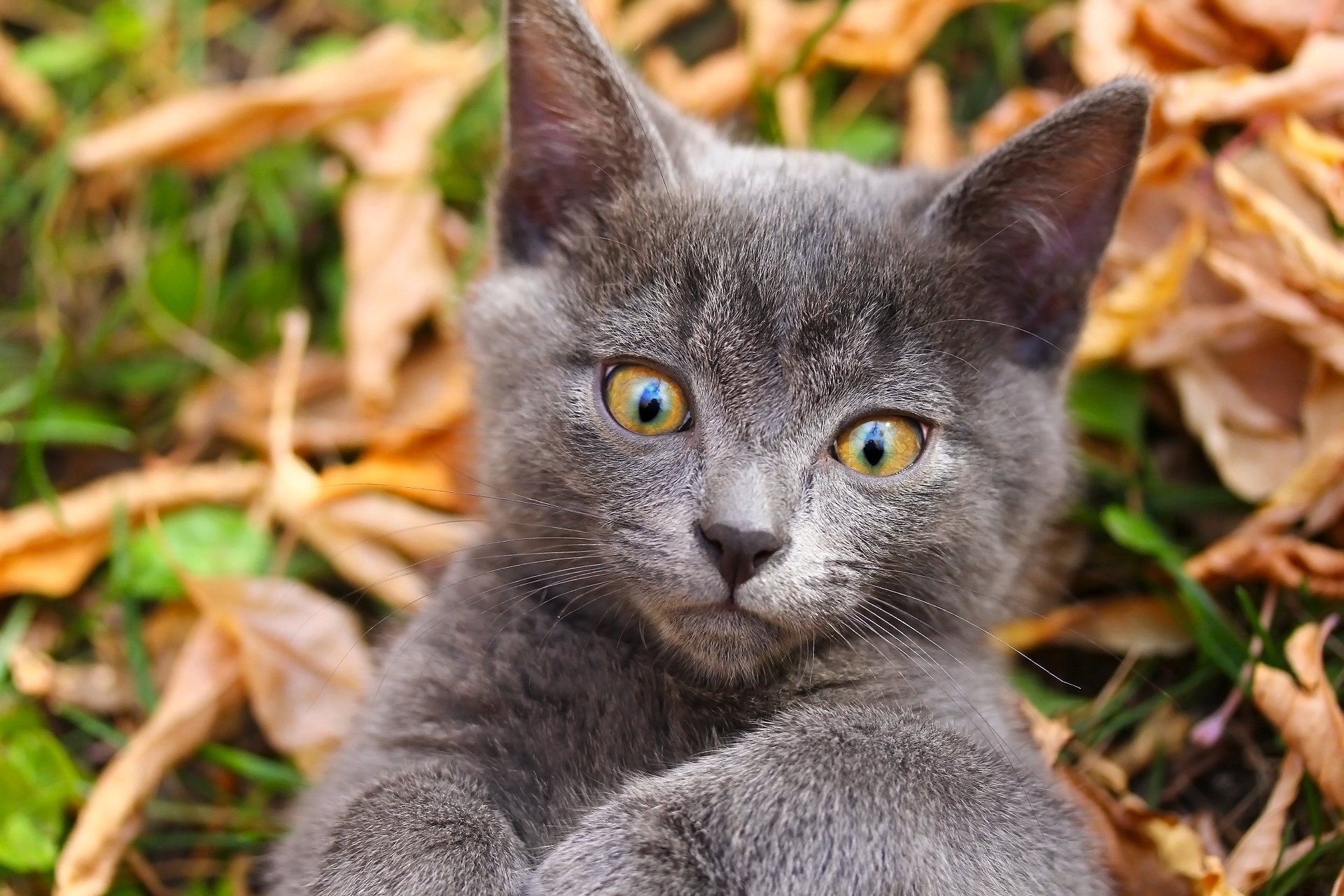 Gray kitten with yellow eyes lying on autumn leaves HD Wallpaper