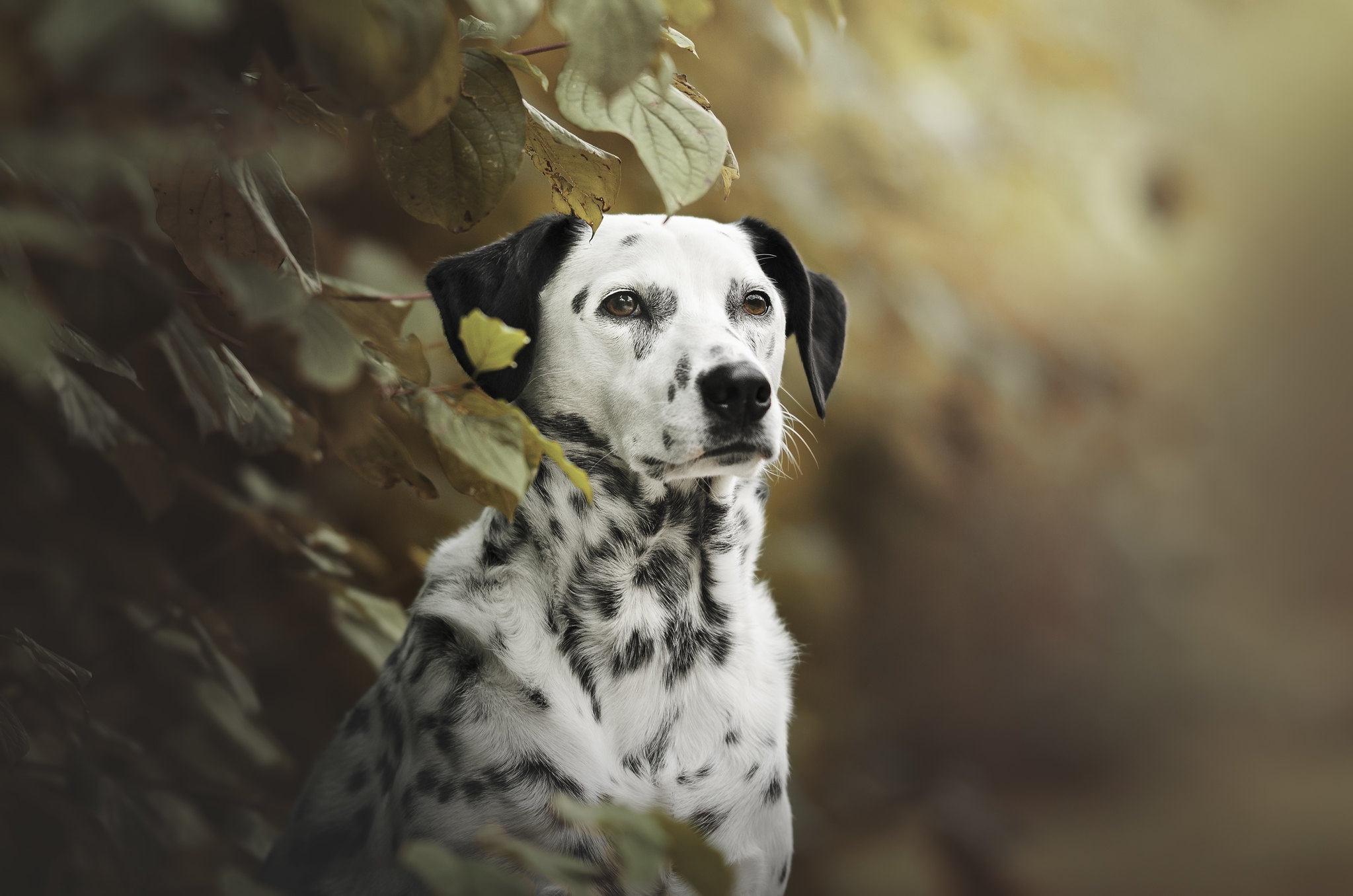 Dalmatian dog sitting among autumn leaves HD Wallpaper