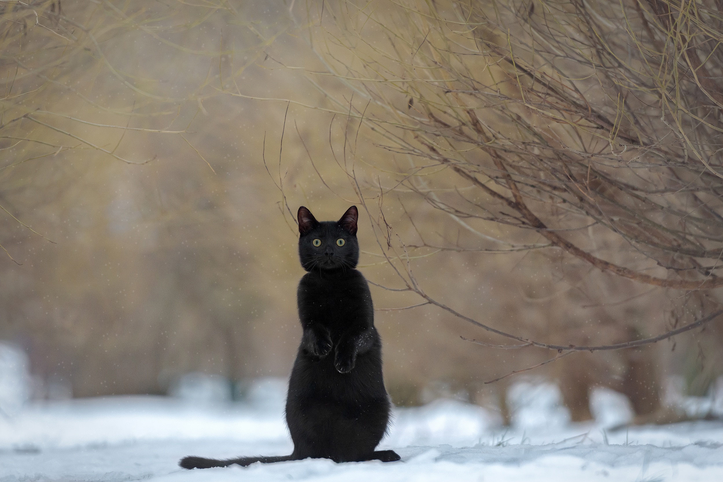 Black cat standing in snow HD Wallpaper