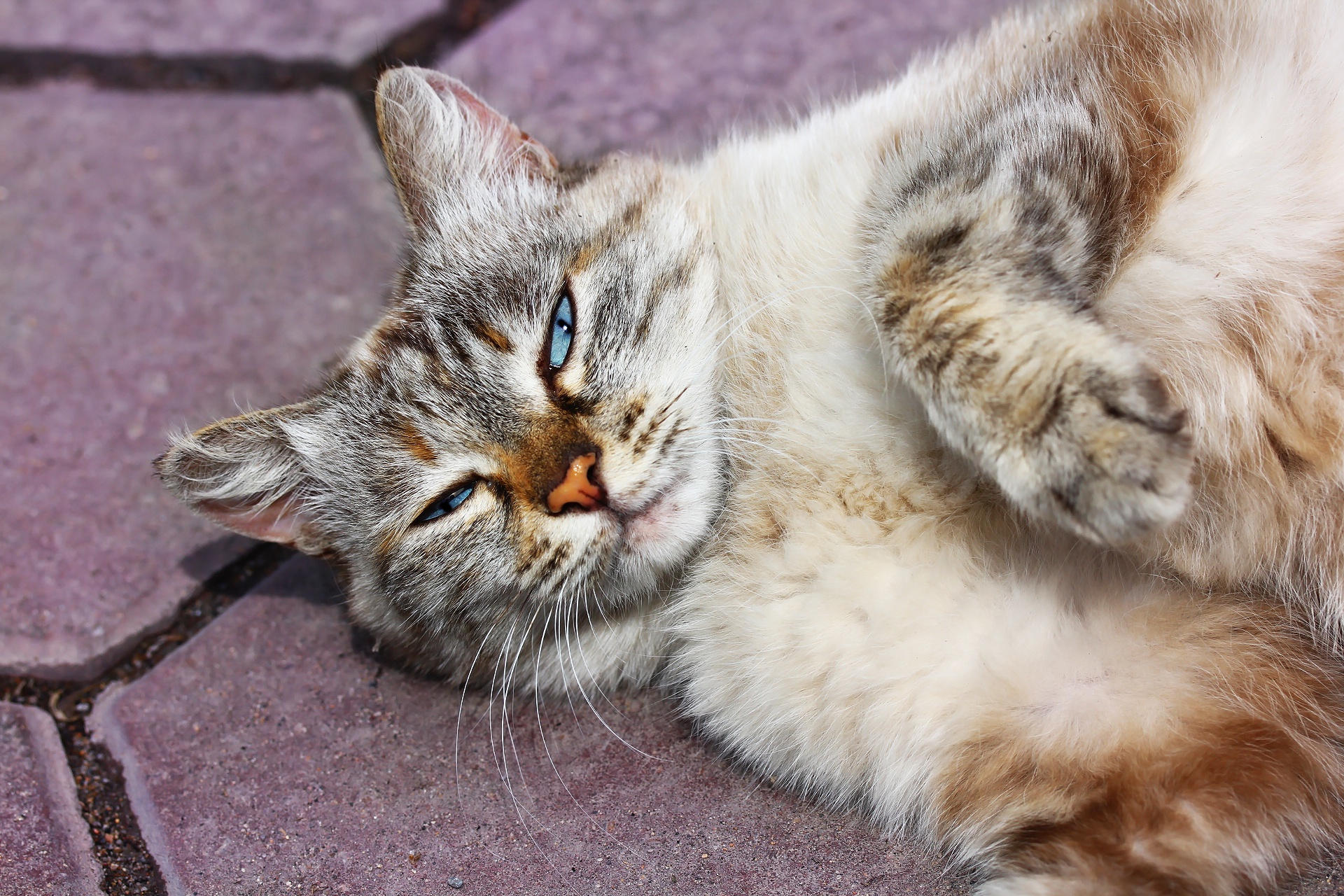 A cat with blue eyes lying on paving stones HD Wallpaper