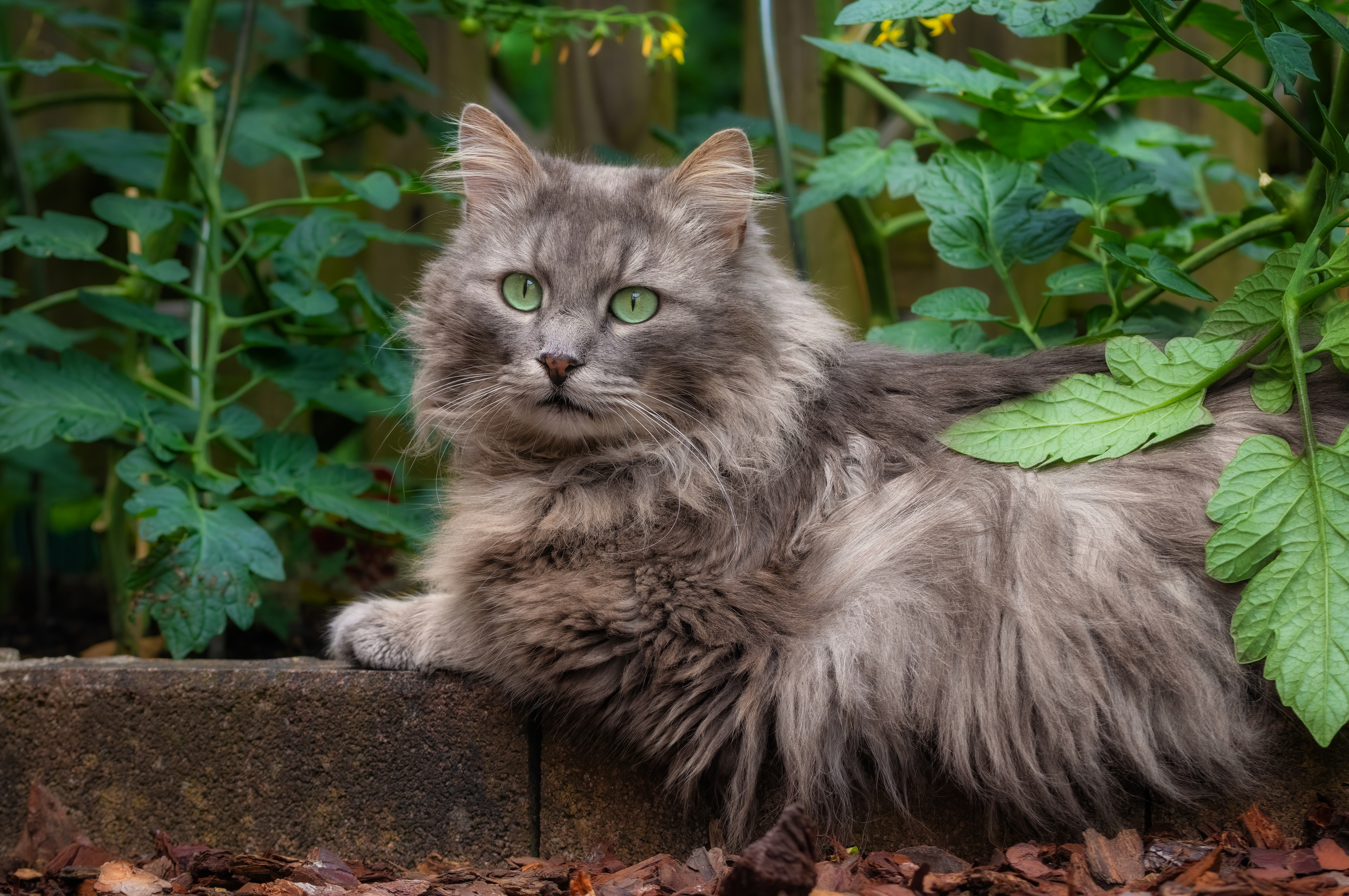 Fluffy gray cat with green eyes in garden HD Wallpaper