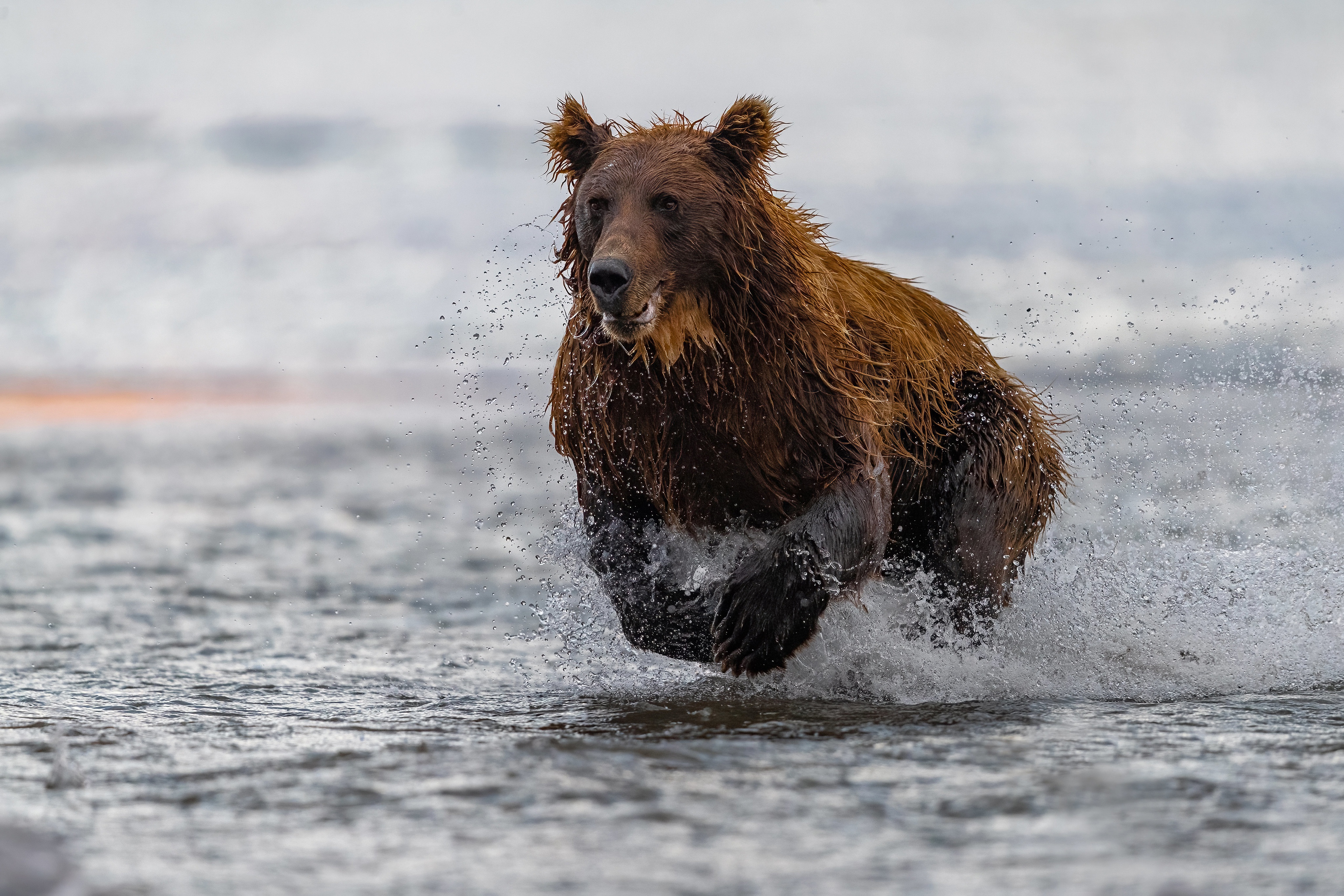 Brown bear running through water HD Wallpaper