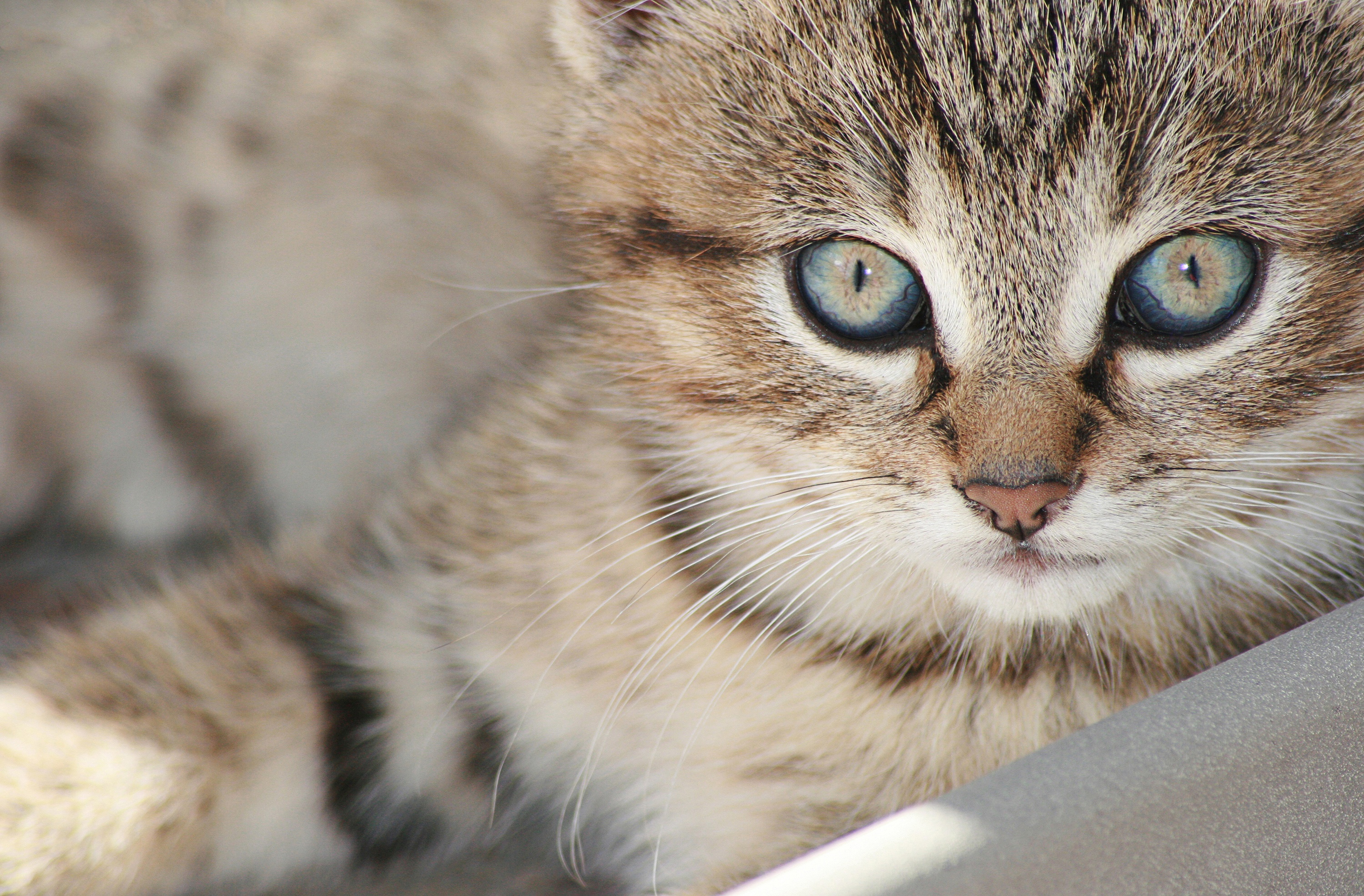 Close-up of a tabby kitten with blue eyes HD Wallpaper