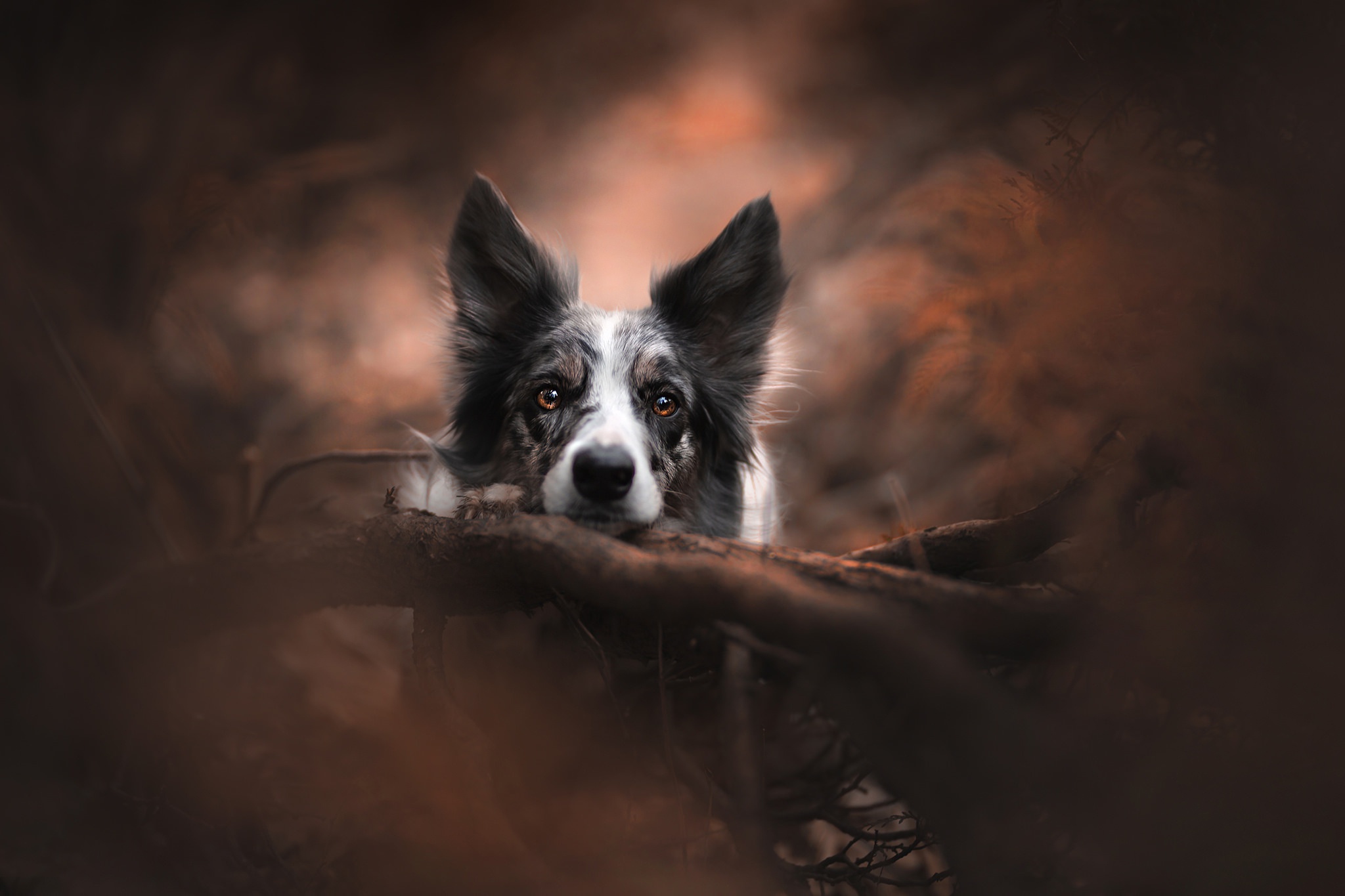 Border Collie dog resting on a log HD Wallpaper