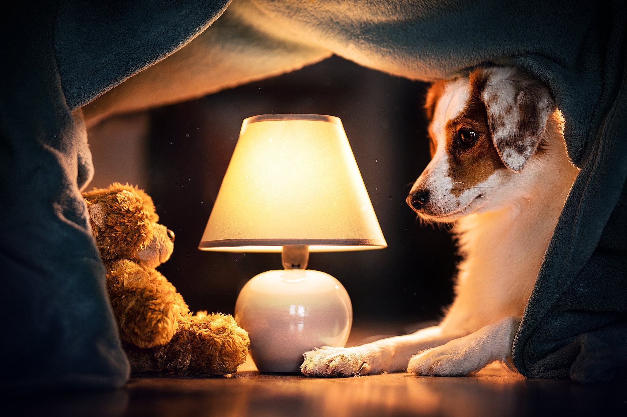 Puppy and Teddy Bear under a blanket with a lamp HD Wallpaper