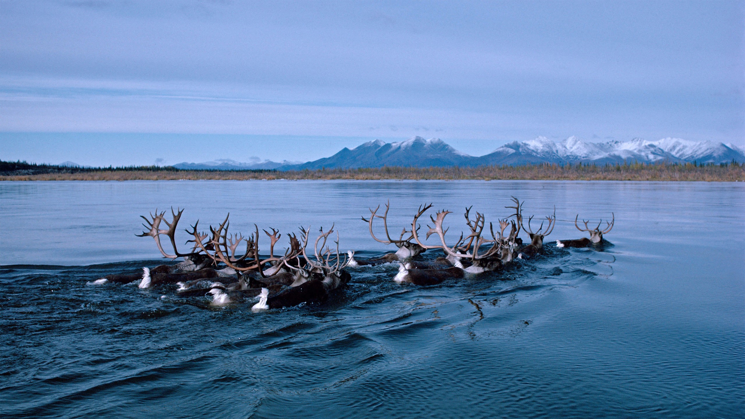 Herd of Reindeer Swimming Across a Lake HD Wallpaper