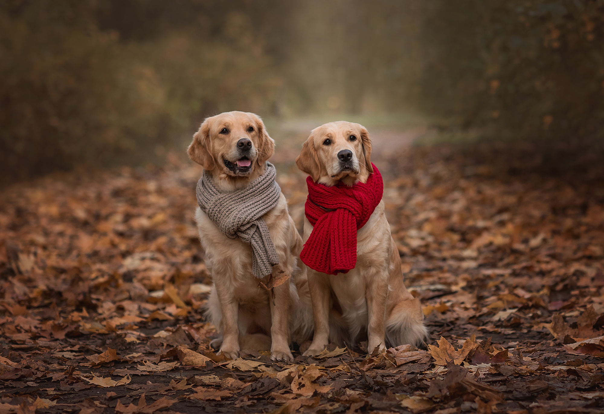 Two Golden Retrievers wearing scarves in autumn HD Wallpaper