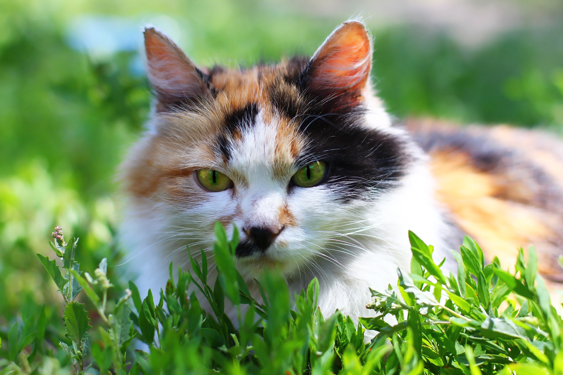 Calico cat with green eyes in grass HD Wallpaper