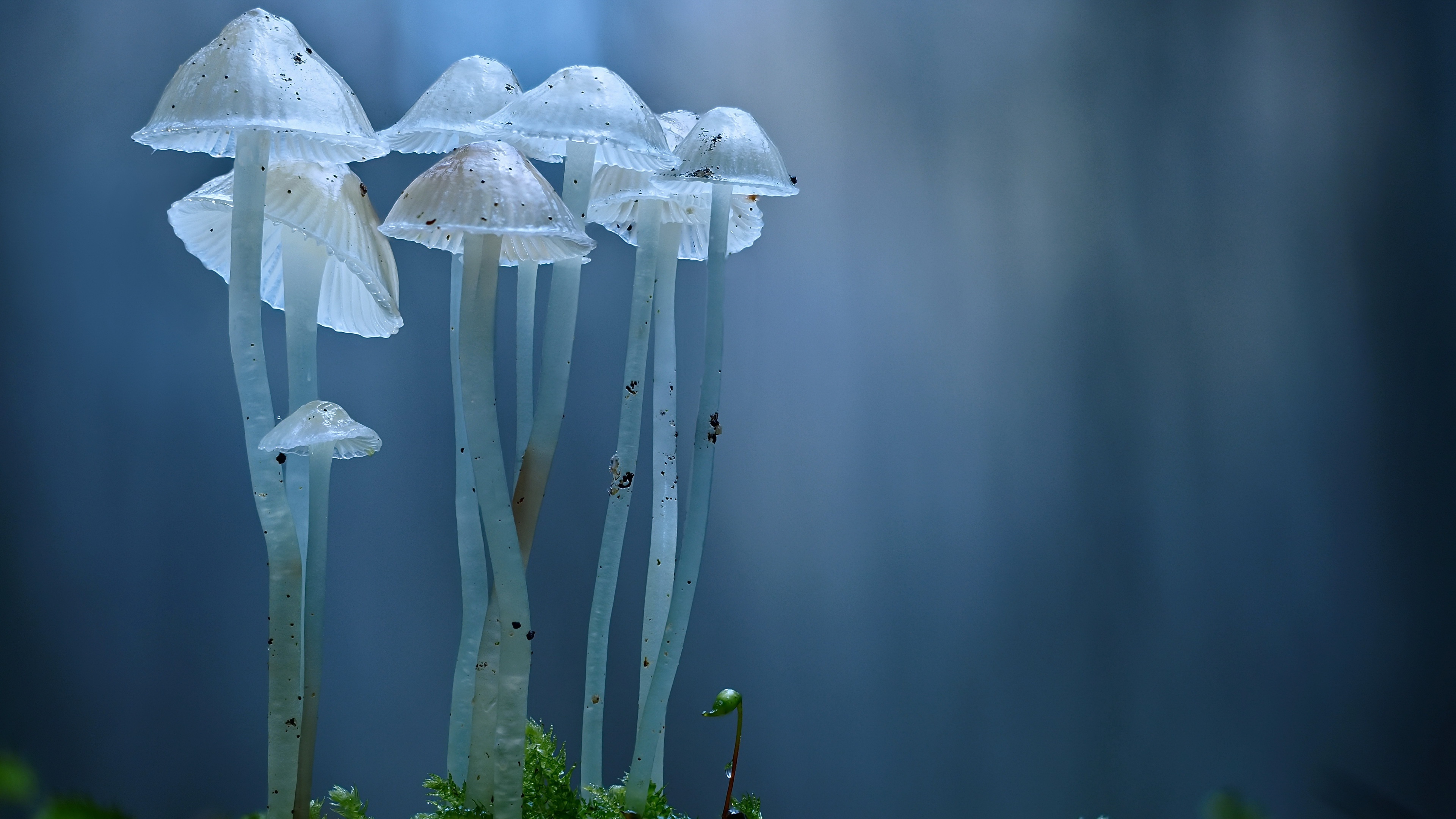 Cluster of delicate white mushrooms in macro HD Wallpaper