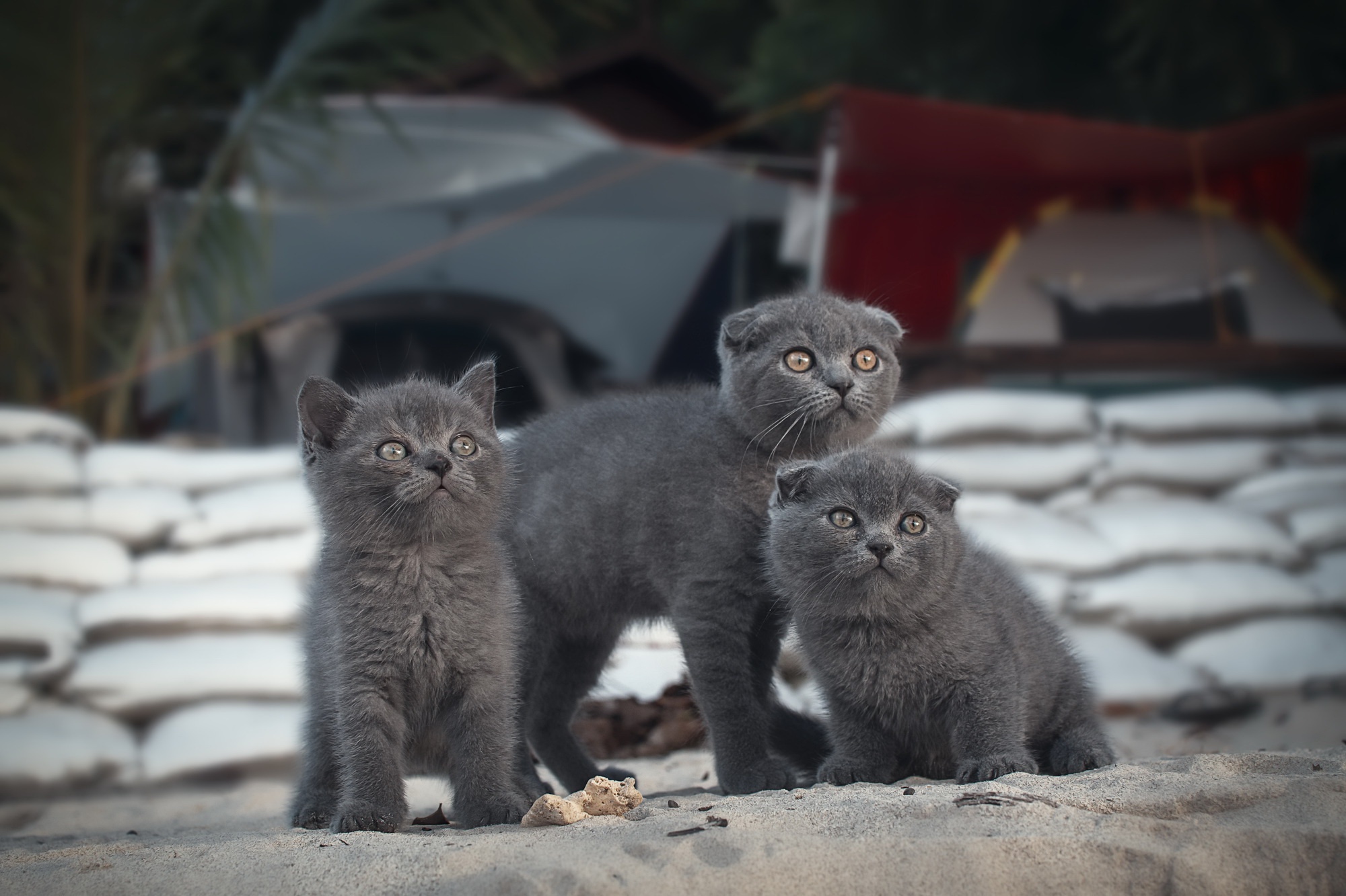 Three Scottish Fold kittens on sand HD Wallpaper