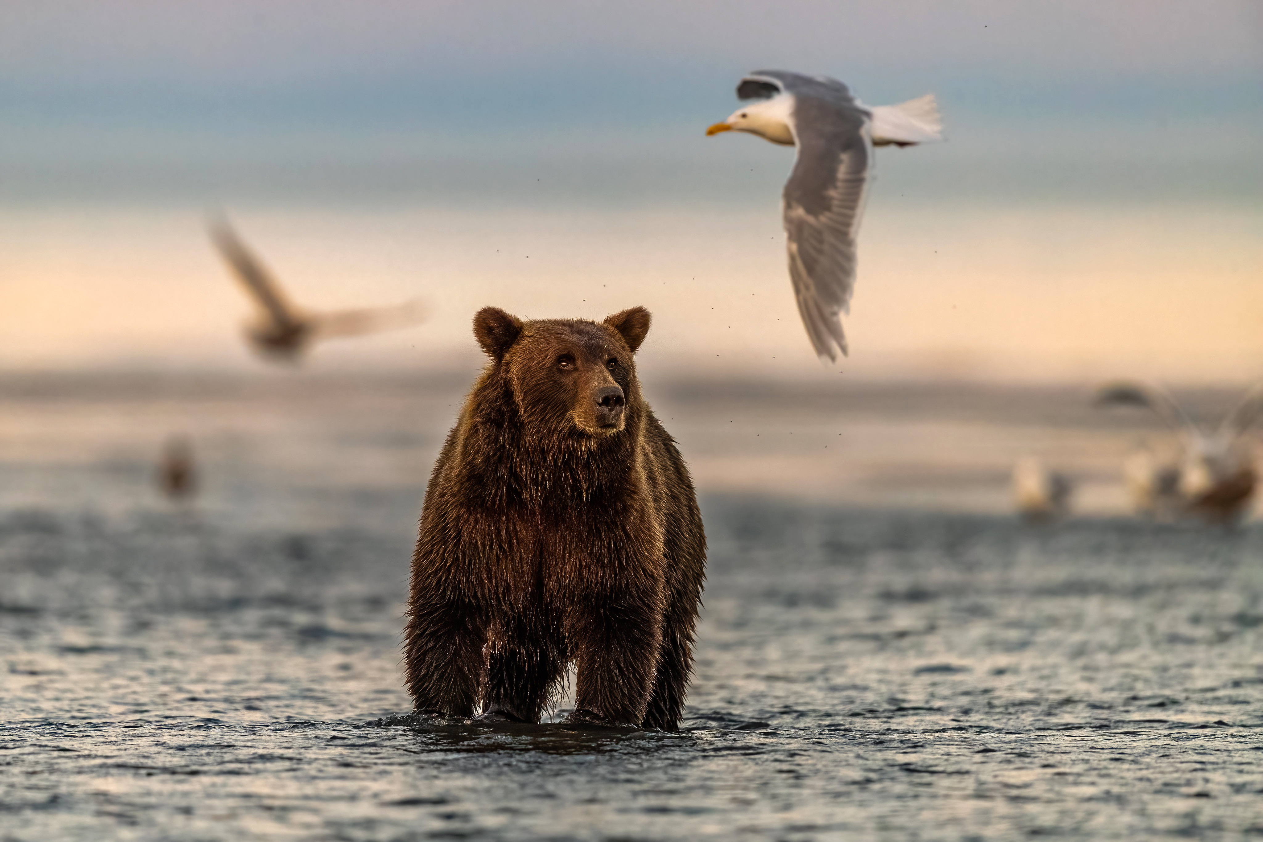Brown Bear and Seagull in Water HD Wallpaper