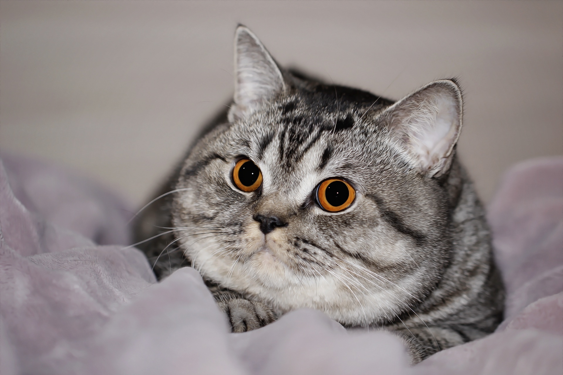 Close-up of a tabby cat with orange eyes HD Wallpaper