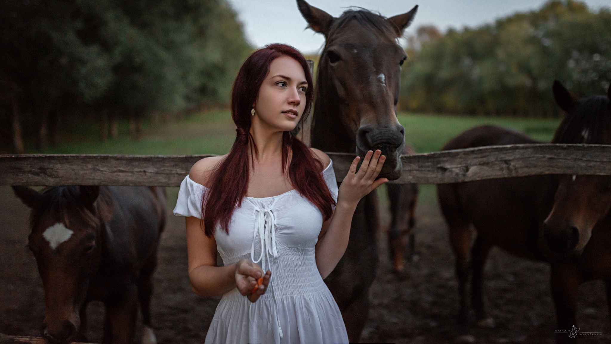Woman in white dress feeding a horse HD Wallpaper