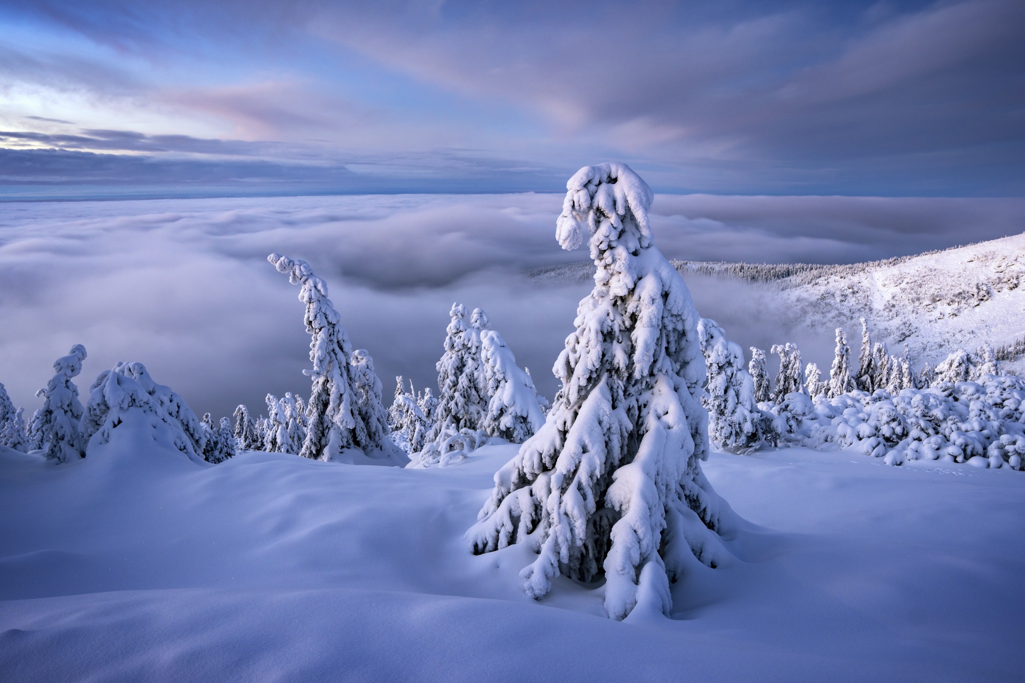 Winter landscape with snow-covered trees above clouds in Czech Republic HD Wallpaper