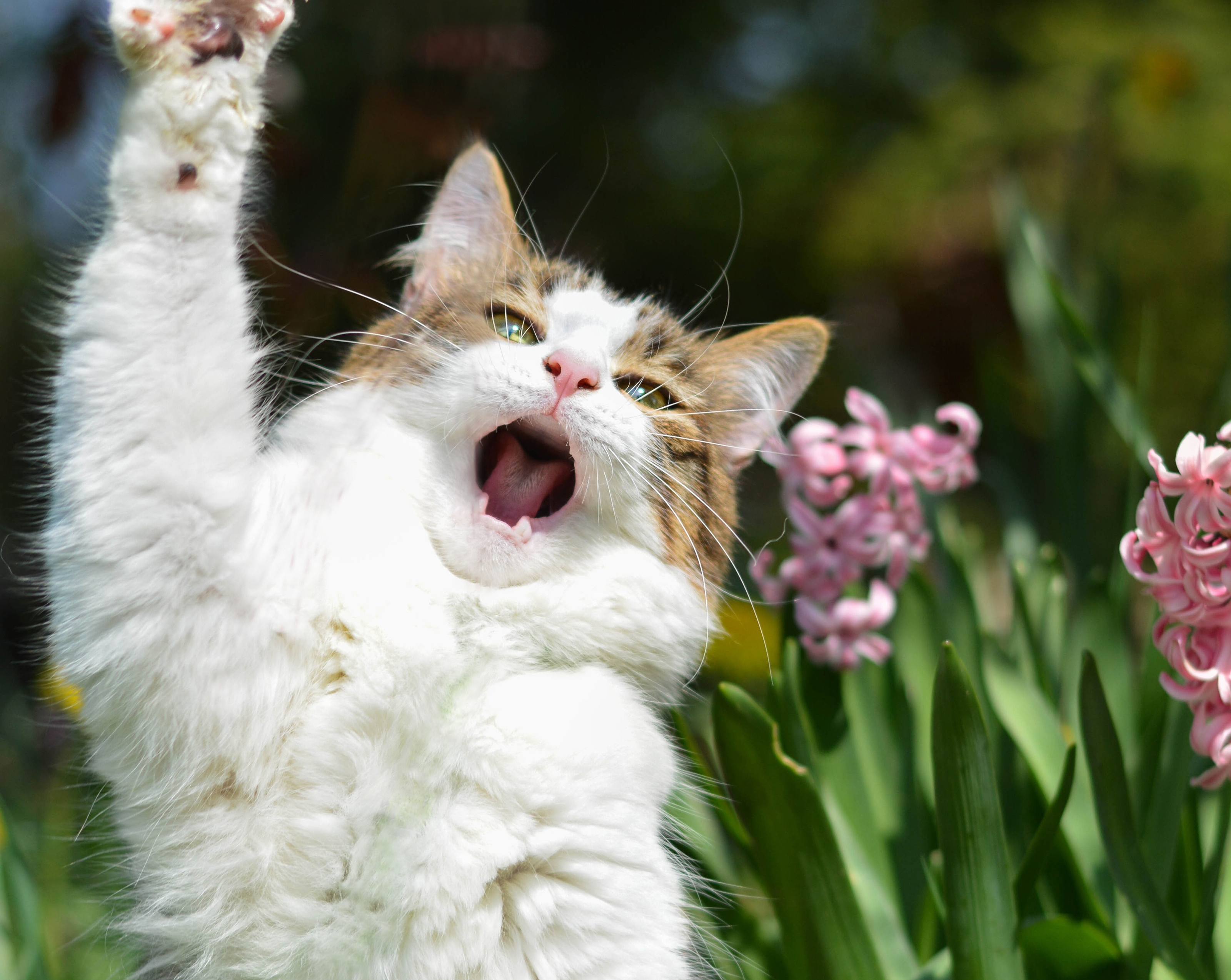 Cat yawning with pink flowers HD Wallpaper