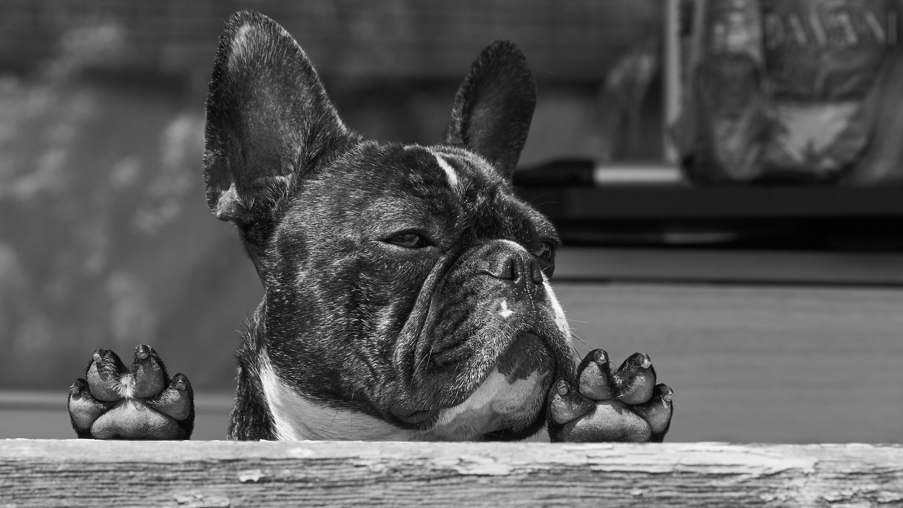 French Bulldog resting its paws on a wooden surface HD Wallpaper