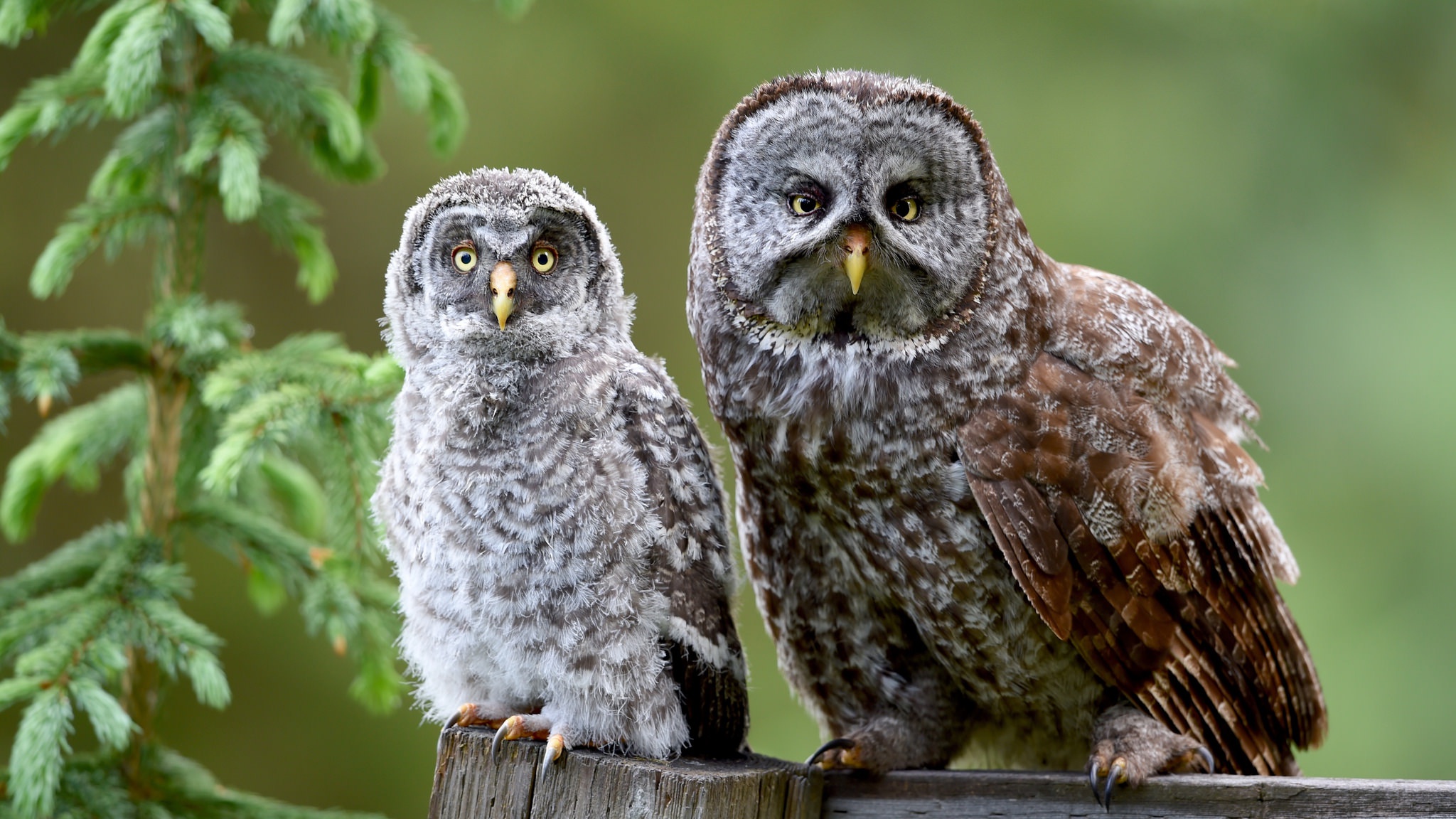 Two Great Gray Owls on a wooden fence HD Wallpaper