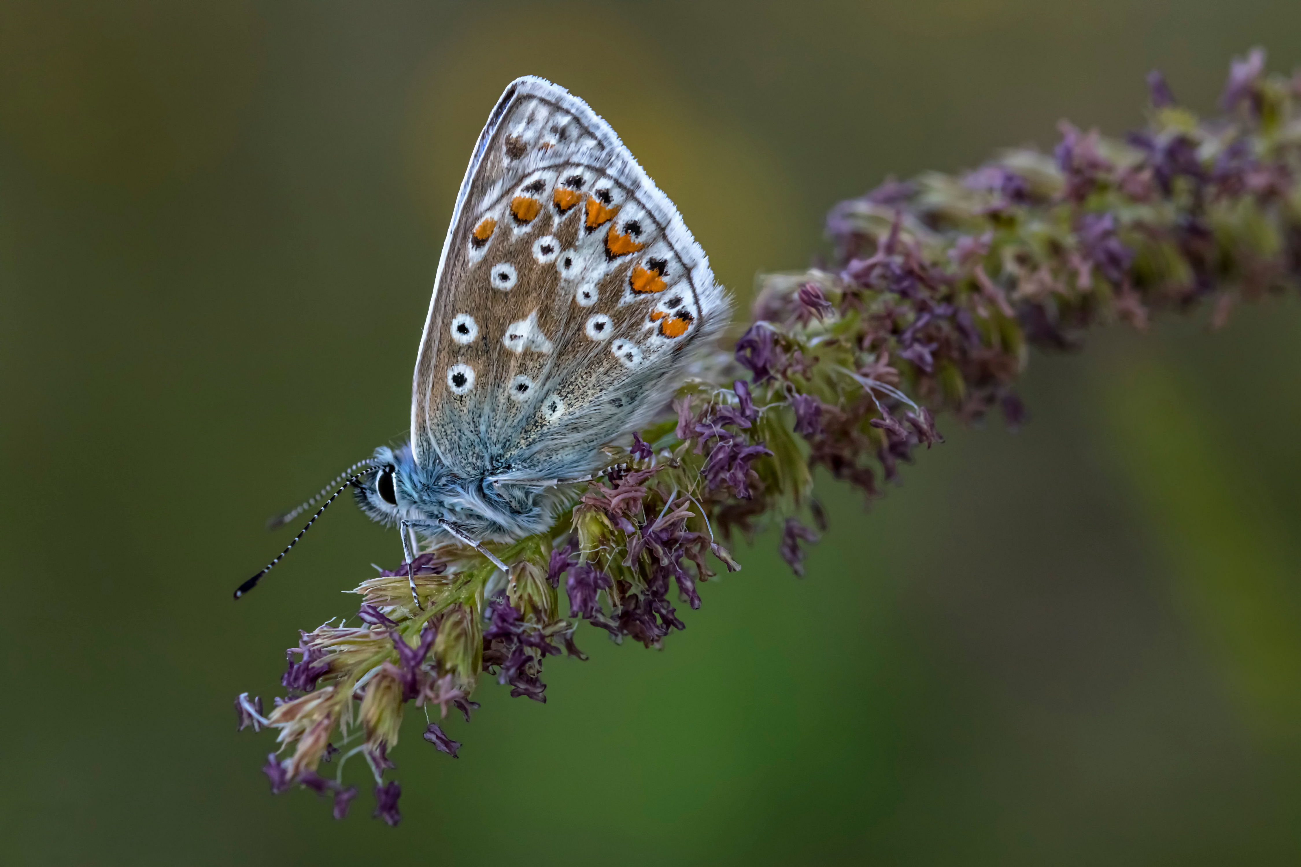 Common Blue Butterfly on a plant HD Wallpaper