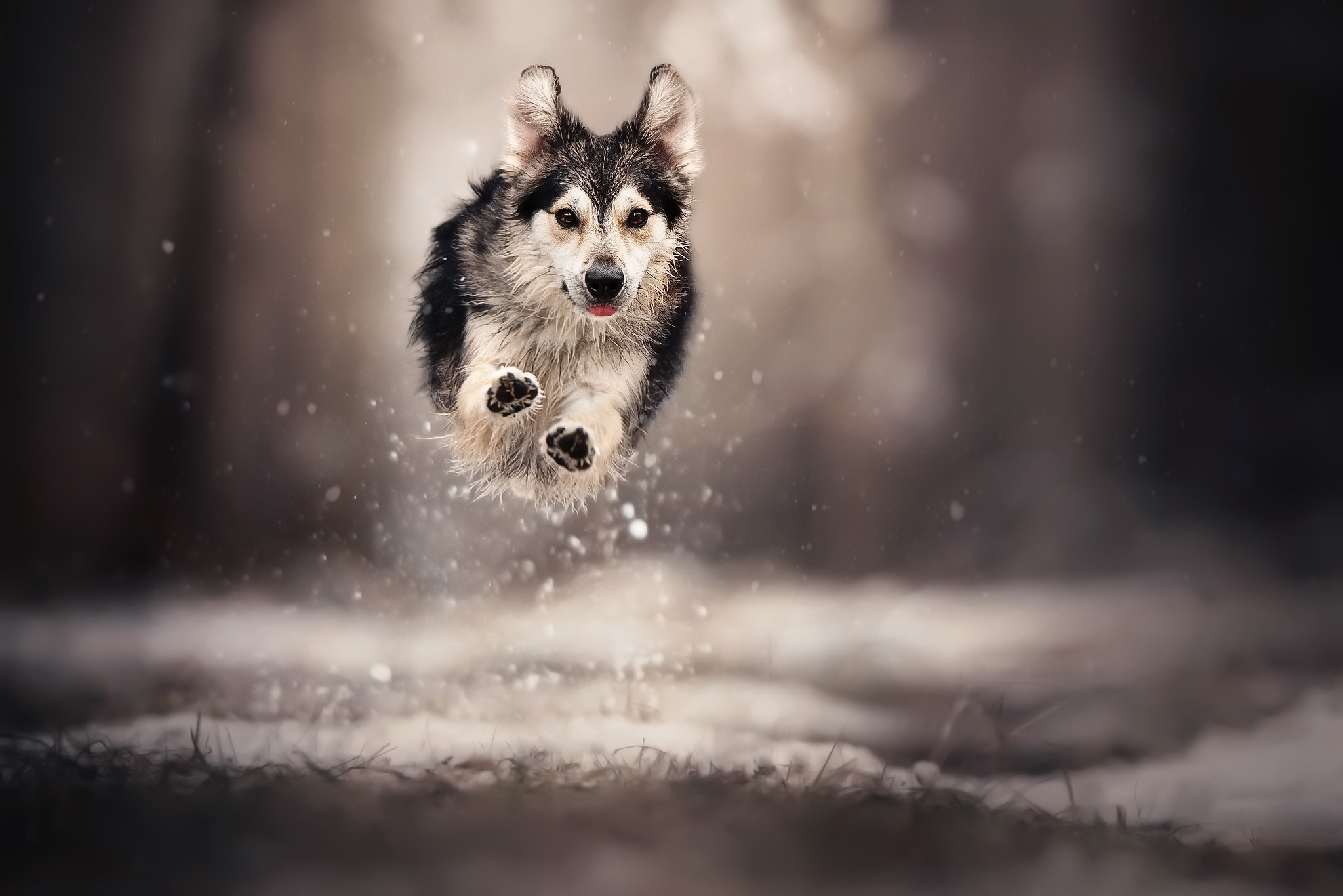 Dog jumping through snow with shallow depth of field HD Wallpaper