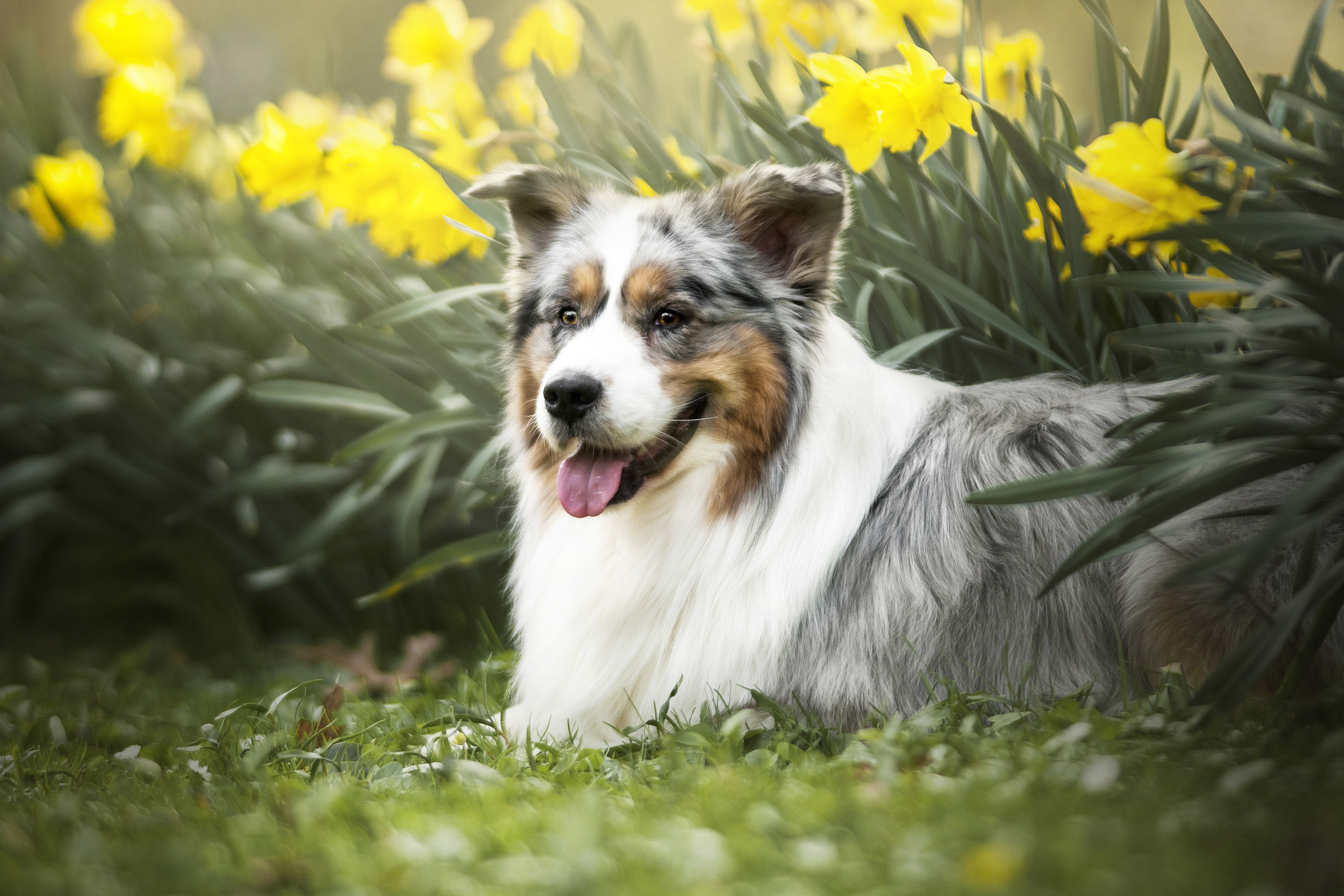 Australian Shepherd dog lying in daffodils HD Wallpaper