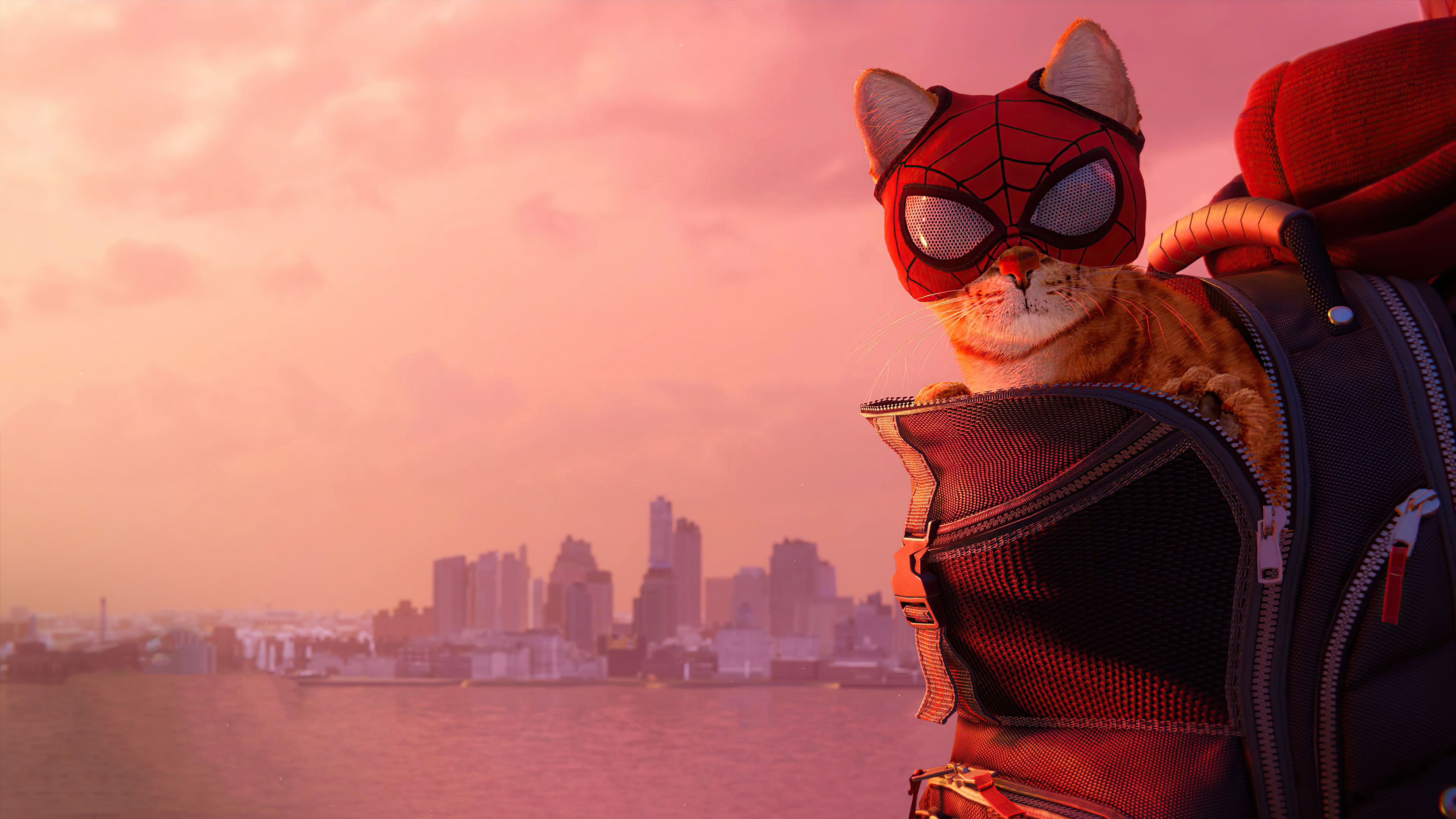 Cat in Spider-Man costume in a backpack HD Wallpaper