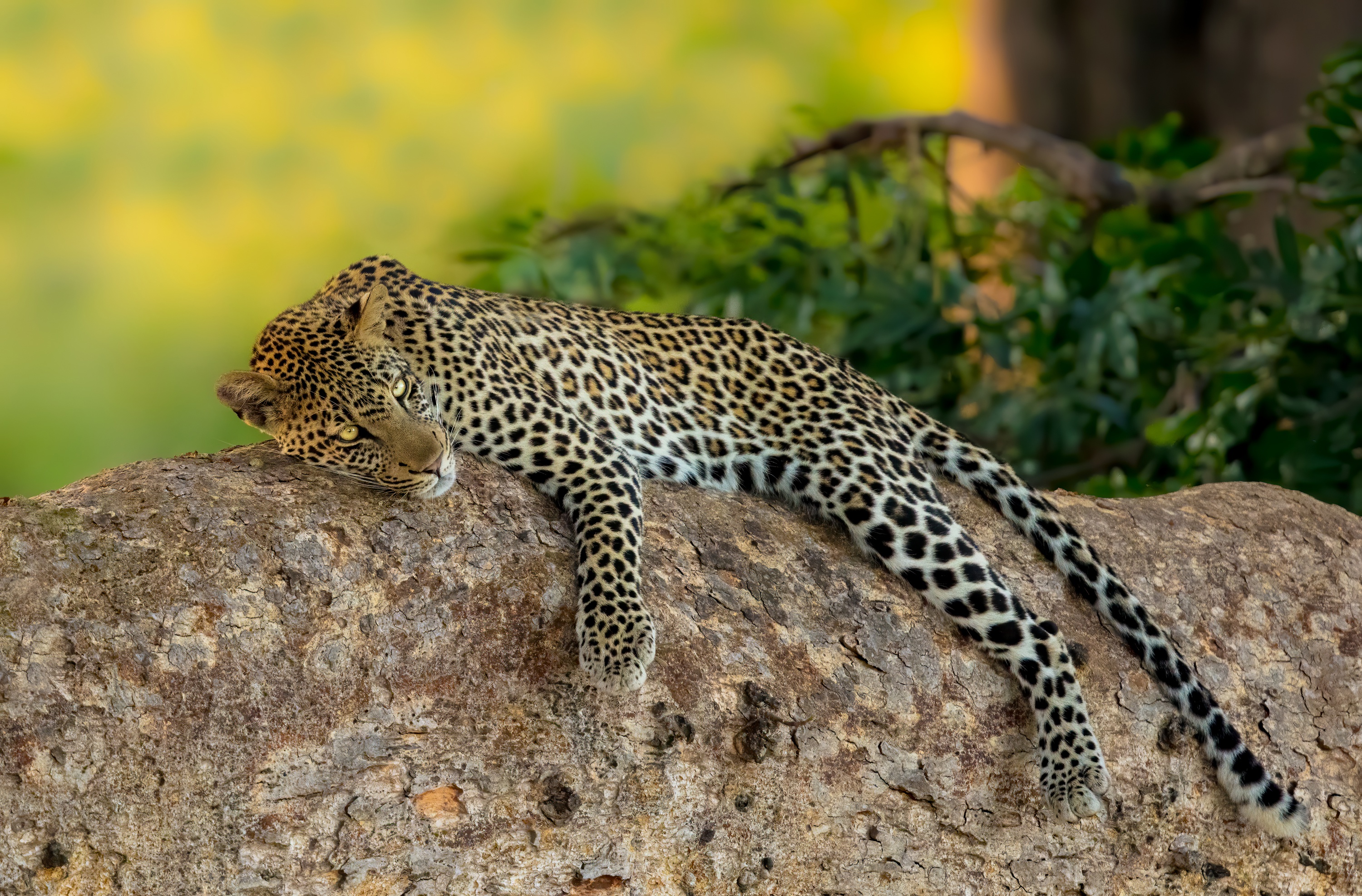 Leopard resting on a tree branch HD Wallpaper