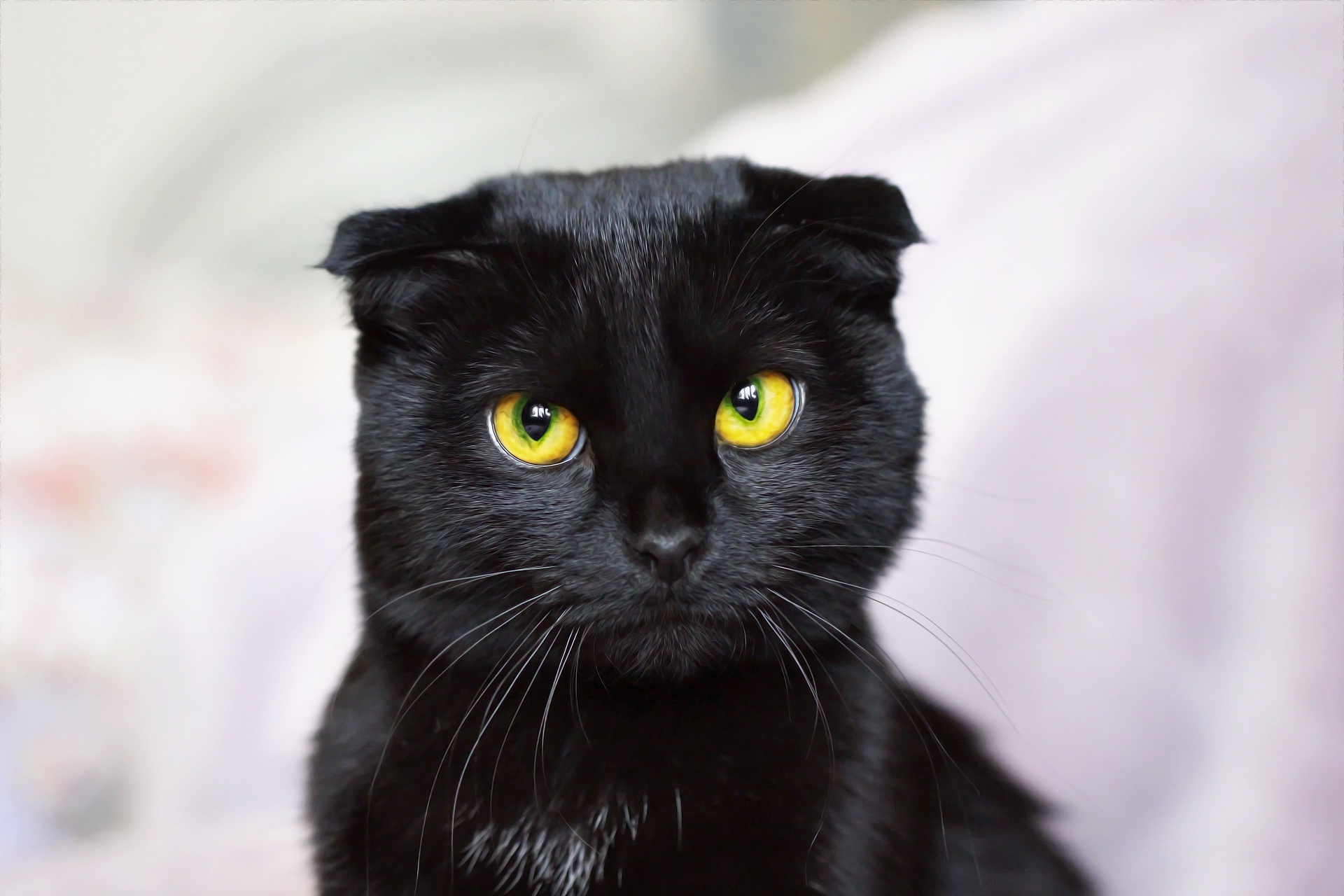 Black Scottish Fold Cat with Yellow Eyes HD Wallpaper