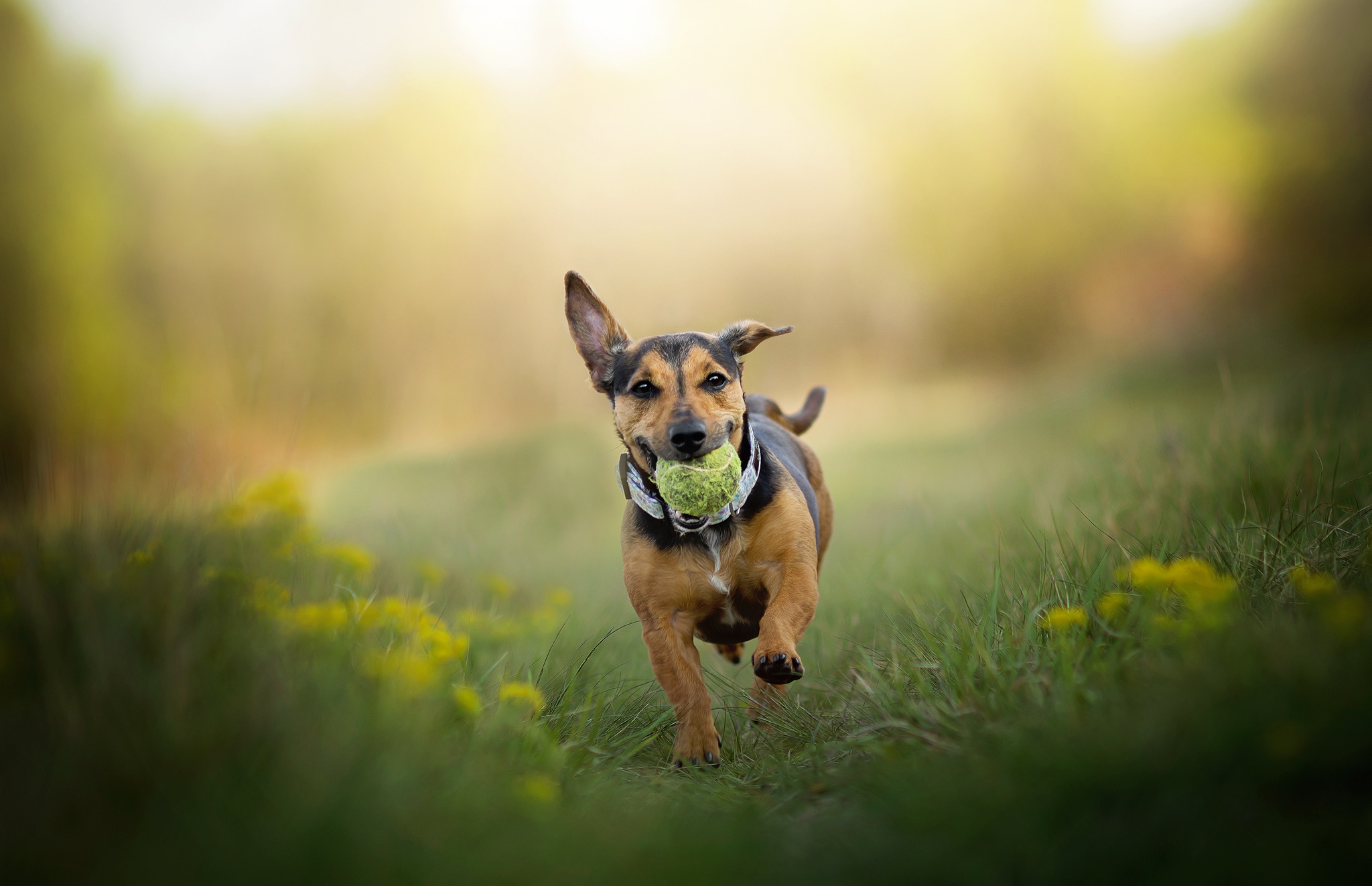Dog running with a ball in its mouth HD Wallpaper