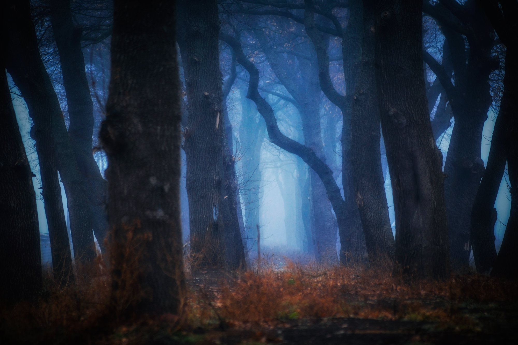 Dark forest path with fog HD Wallpaper
