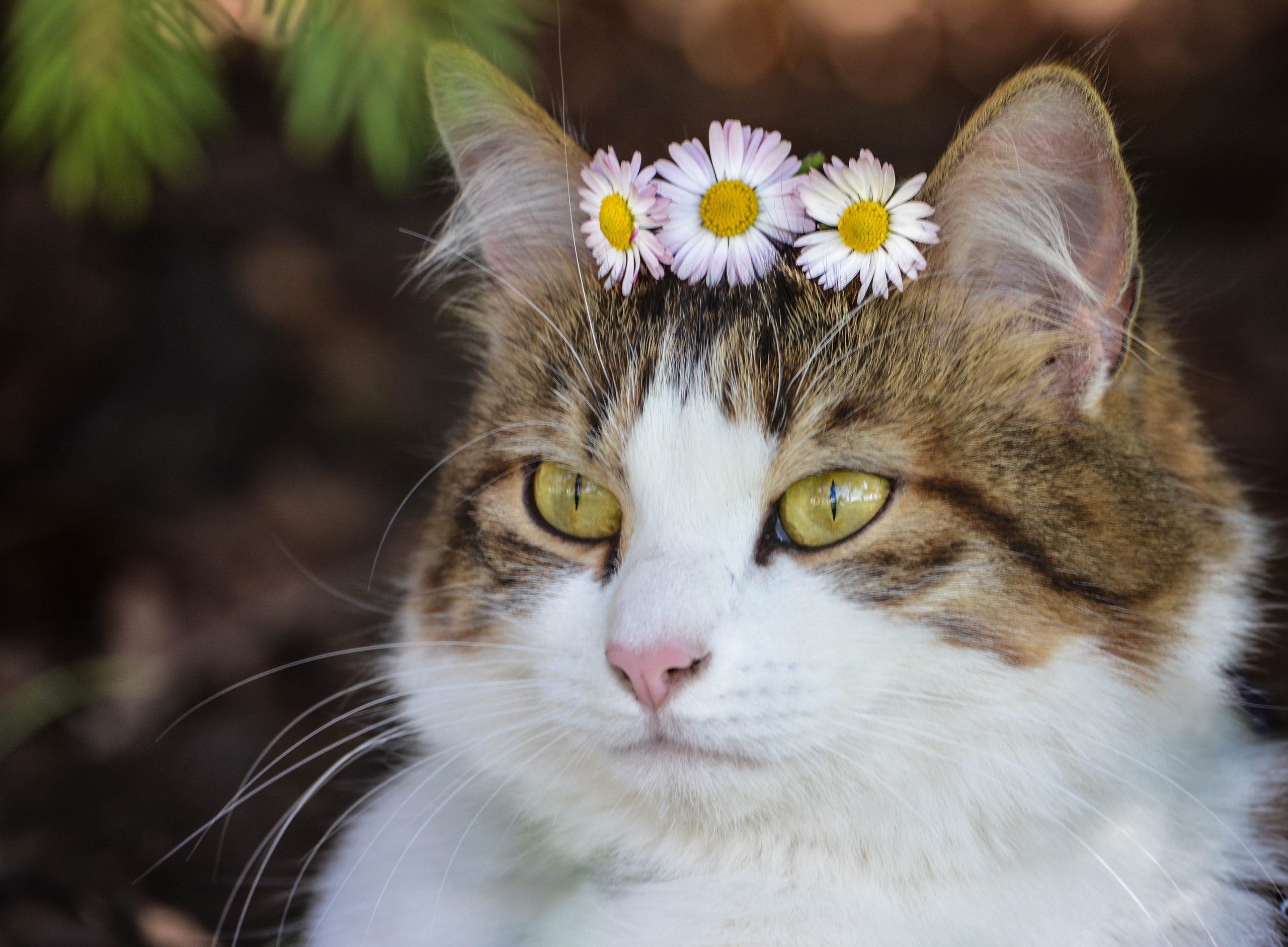Cat with daisies on its head HD Wallpaper