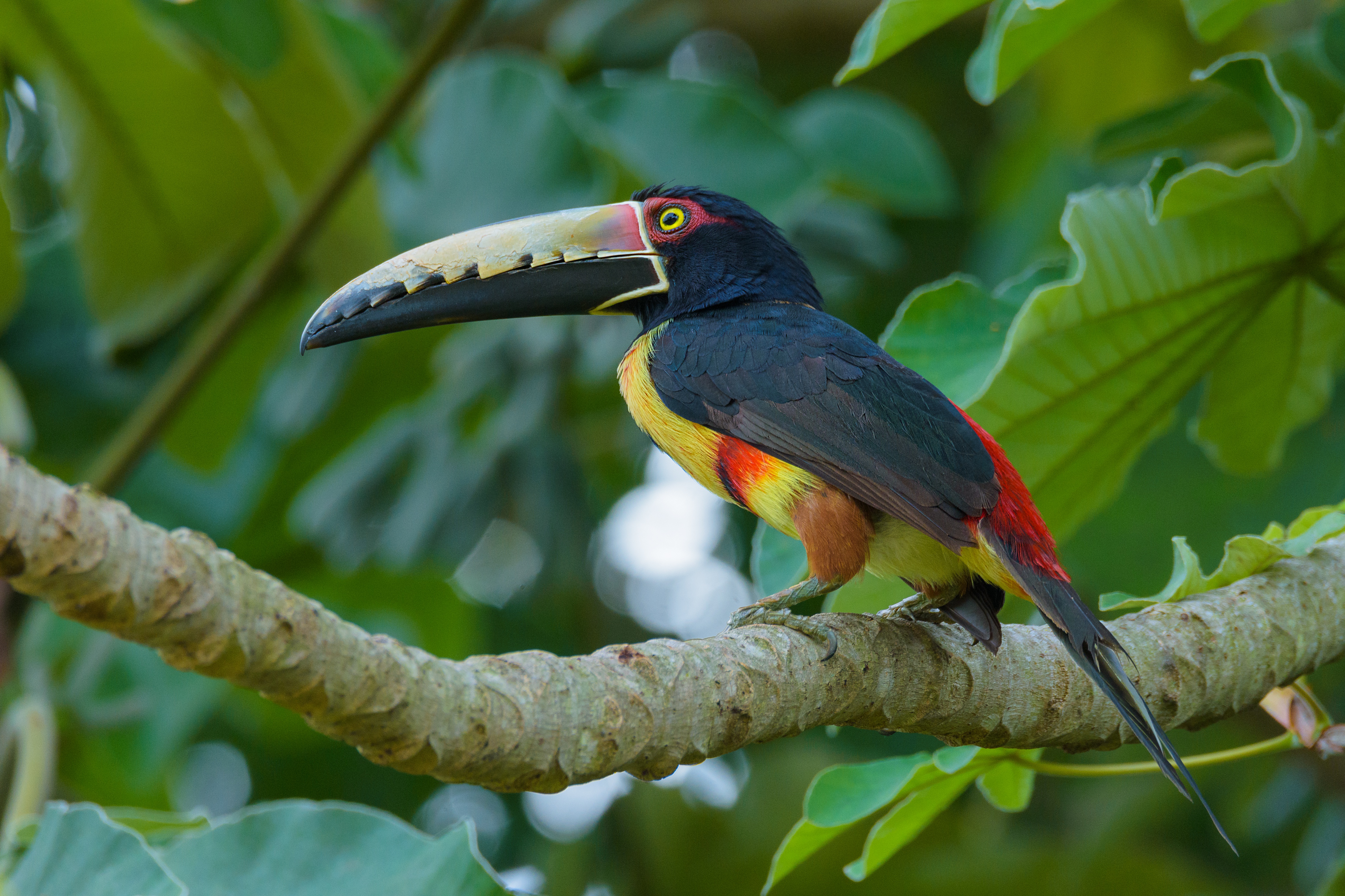 Collared Aracari Toucan on a Branch HD Wallpaper