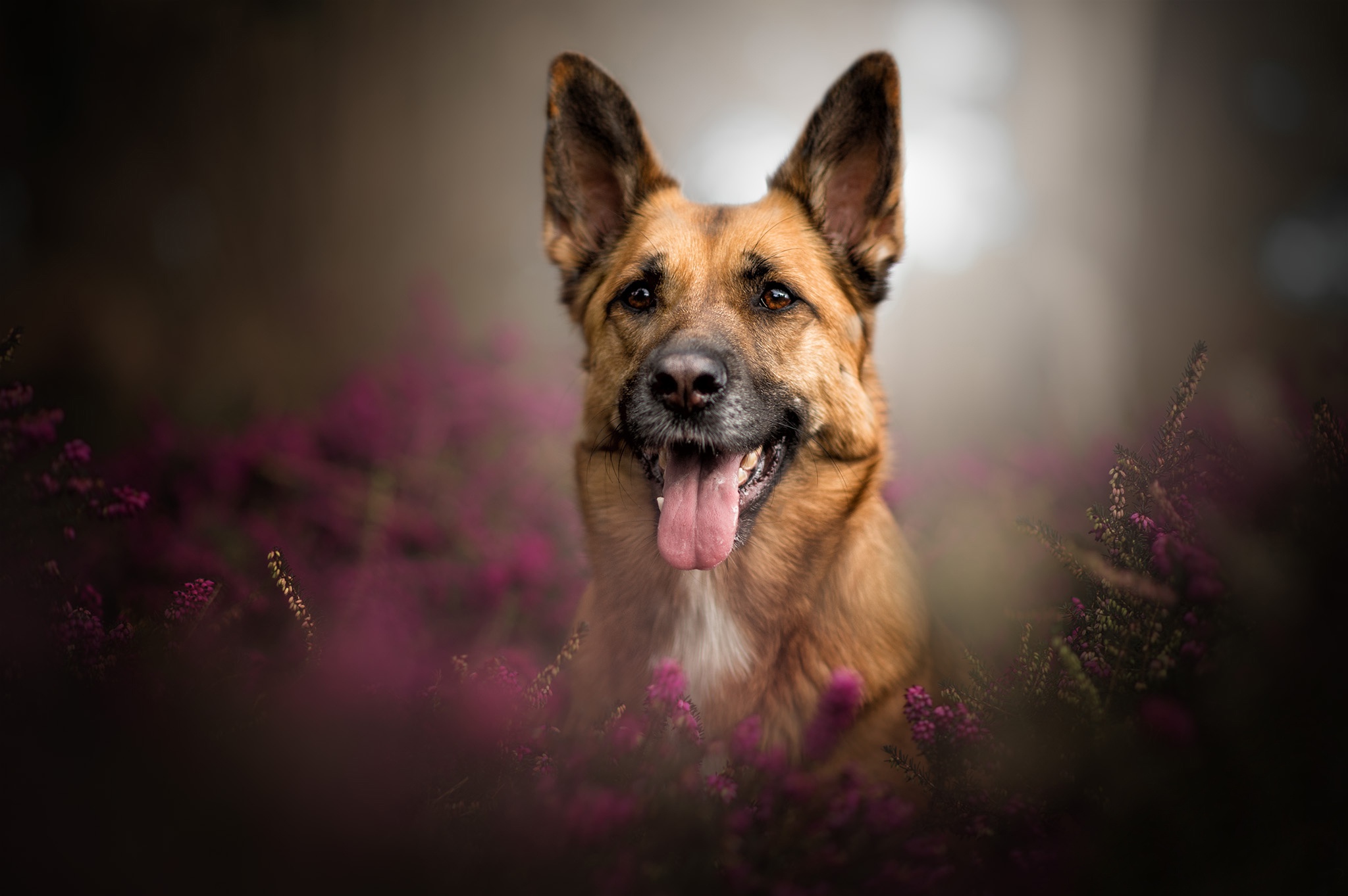 German Shepherd dog sitting in purple flowers HD Wallpaper