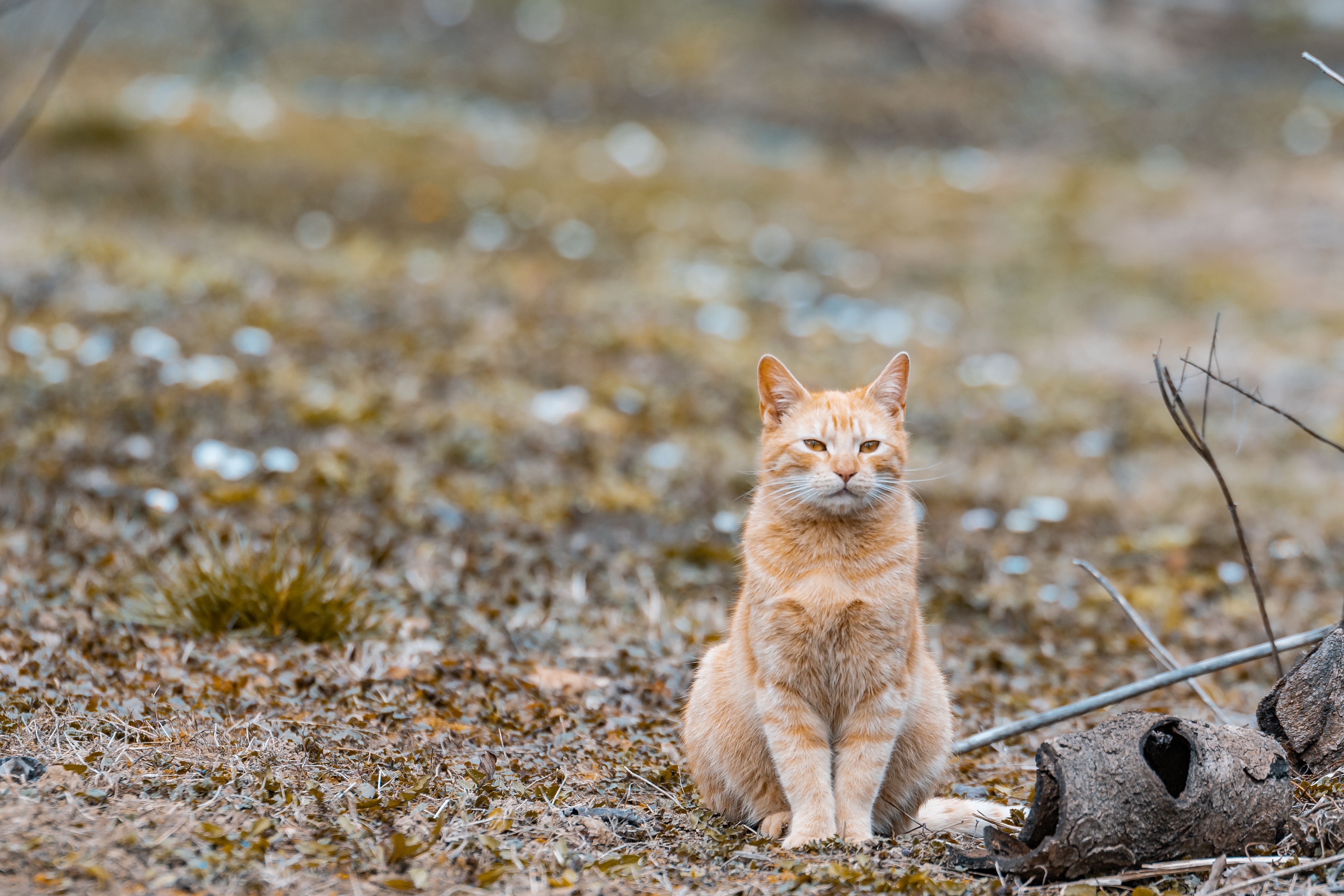 Orange cat sitting on the ground HD Wallpaper