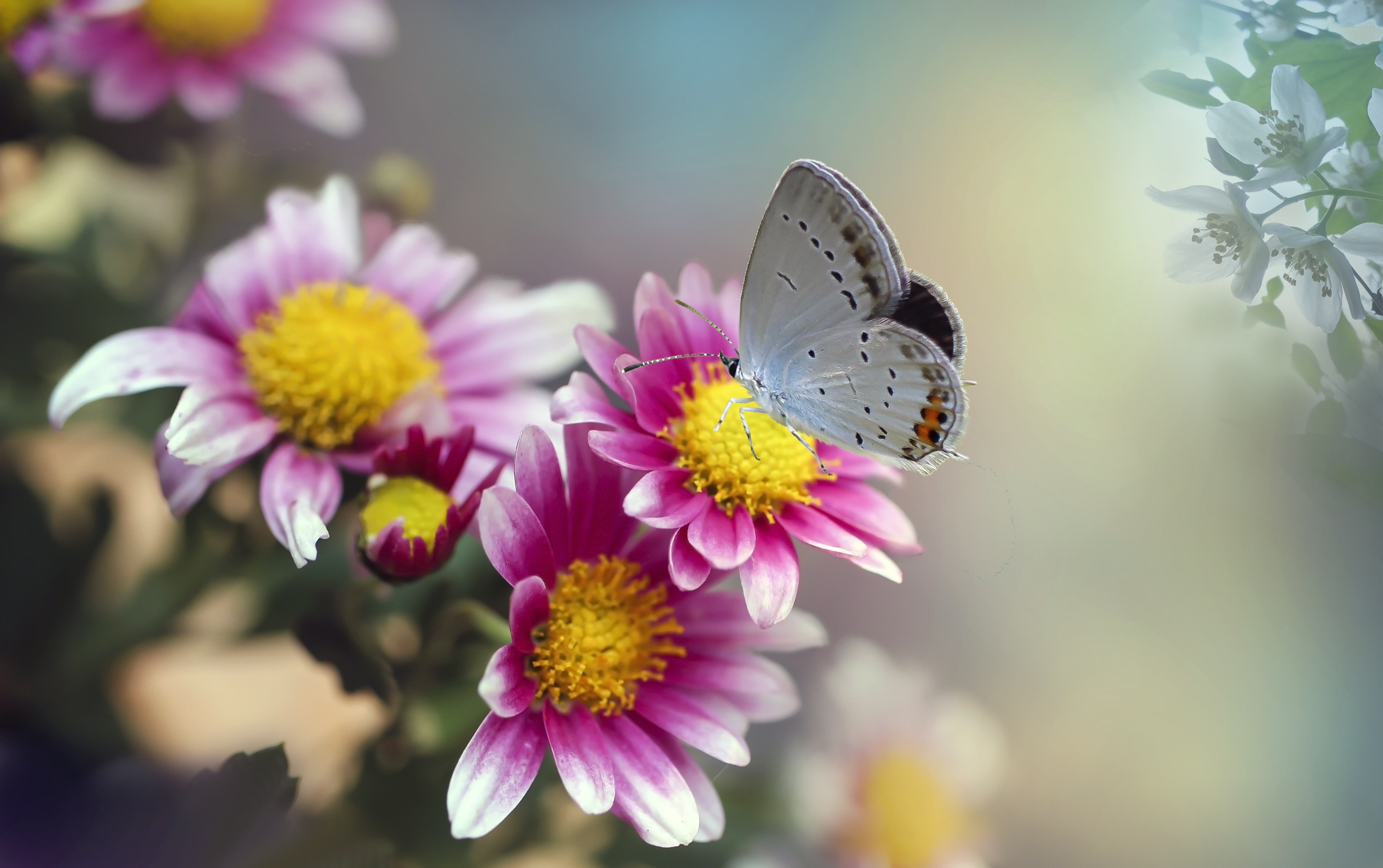 Butterfly on Chrysanthemum Flower Macro 4K HD Wallpaper