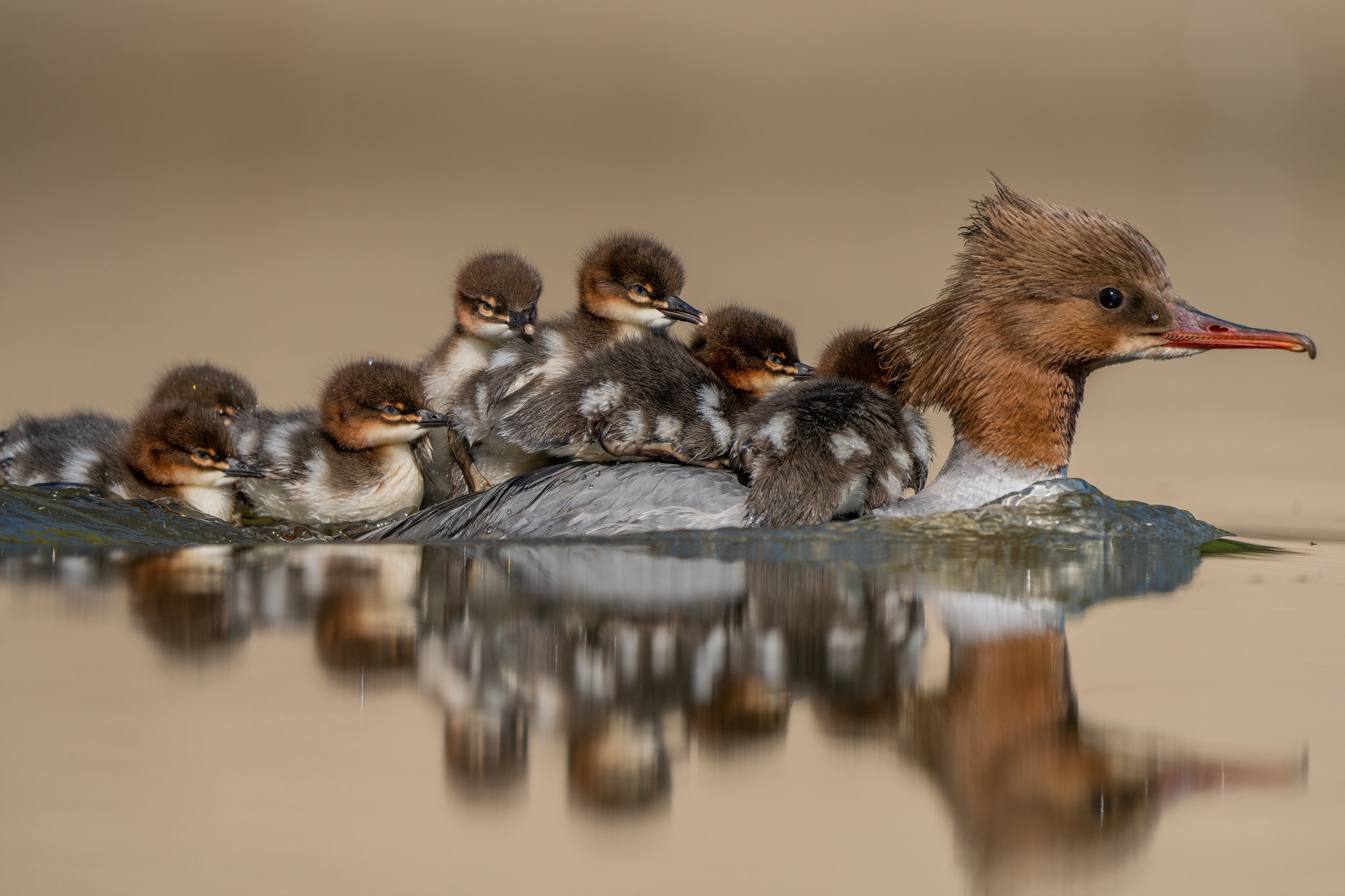 Common Merganser with Ducklings on Water HD Wallpaper