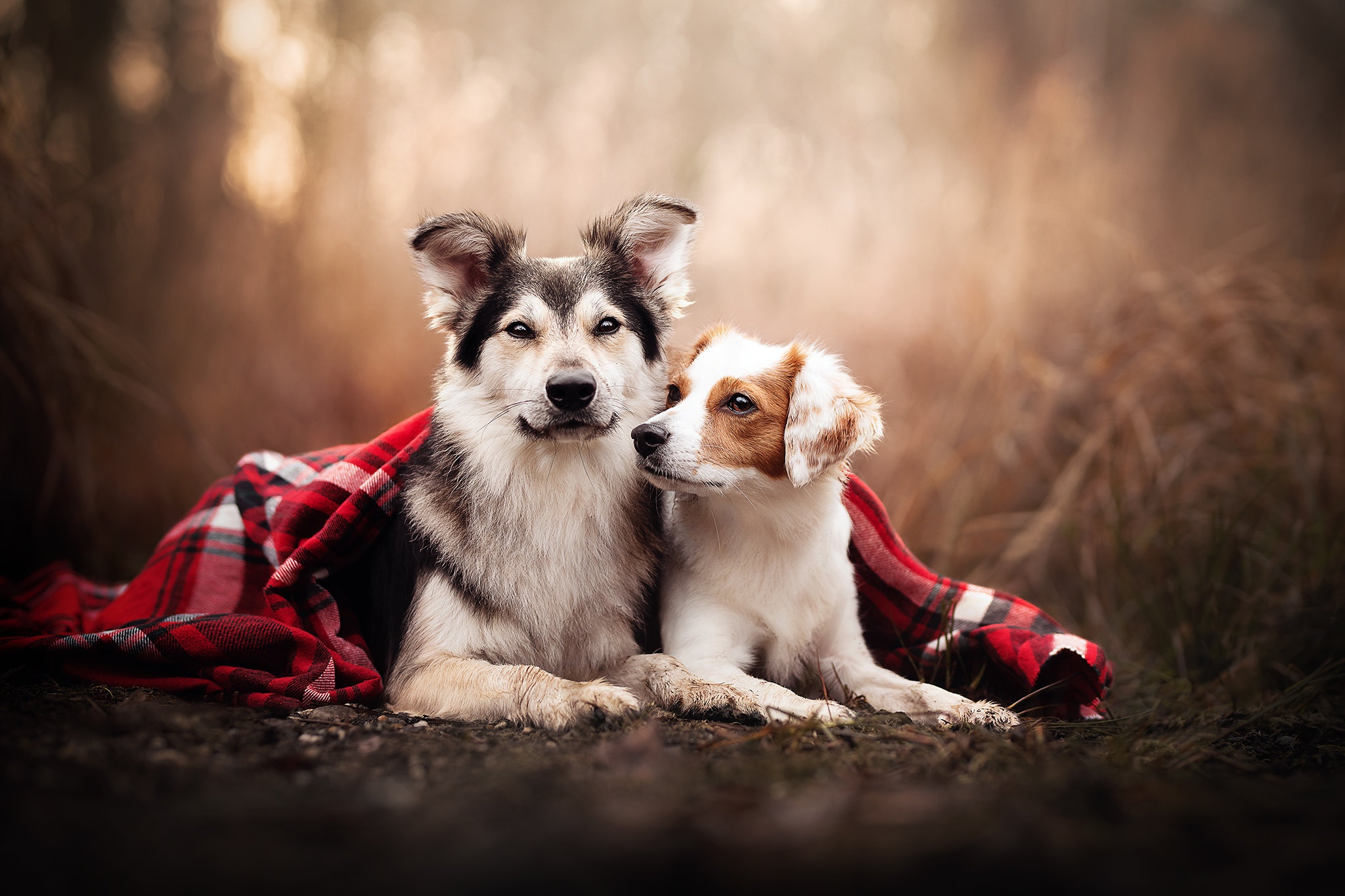 Two dogs under a red plaid blanket outdoors HD Wallpaper