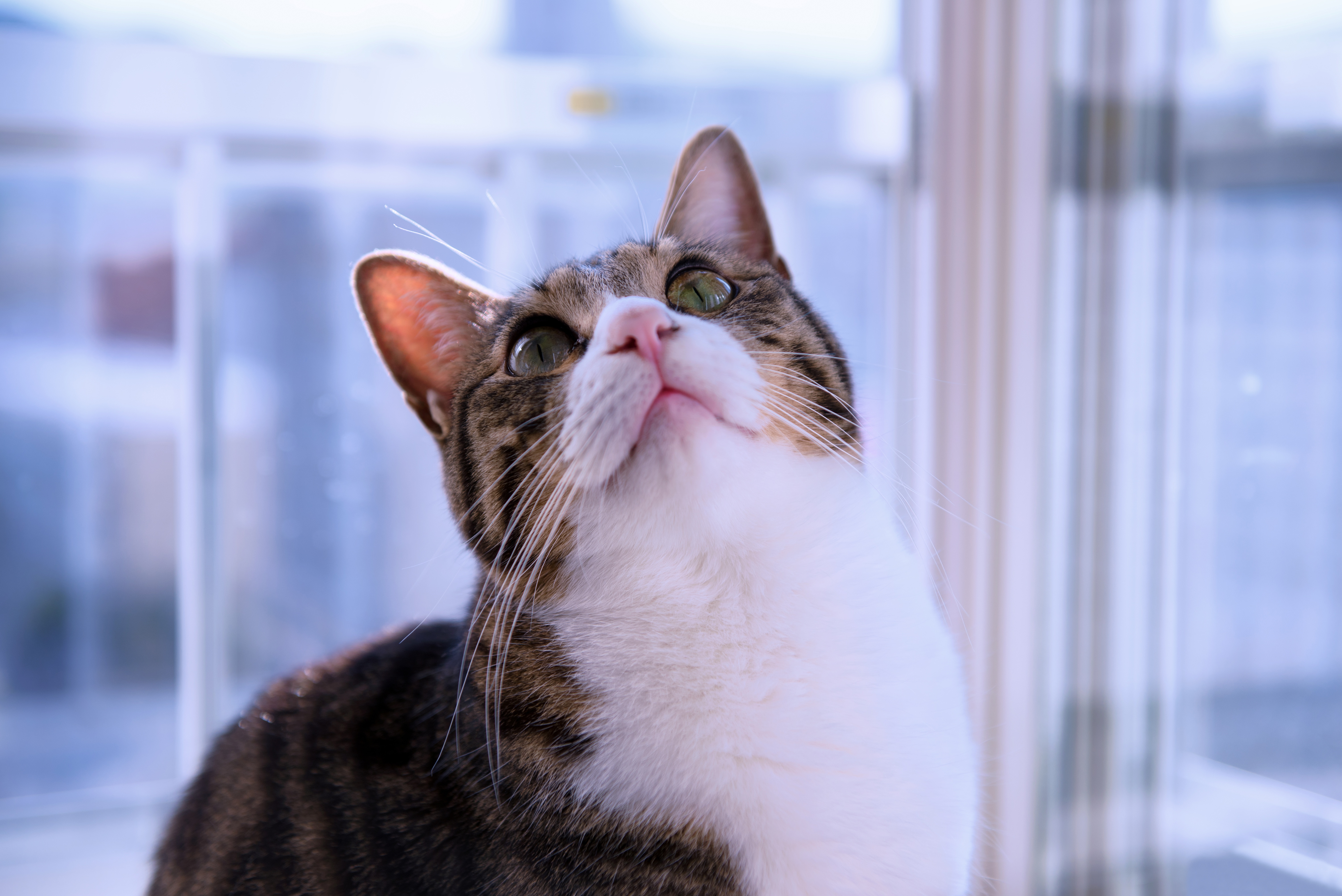 Tabby Cat Looking Up HD Wallpaper