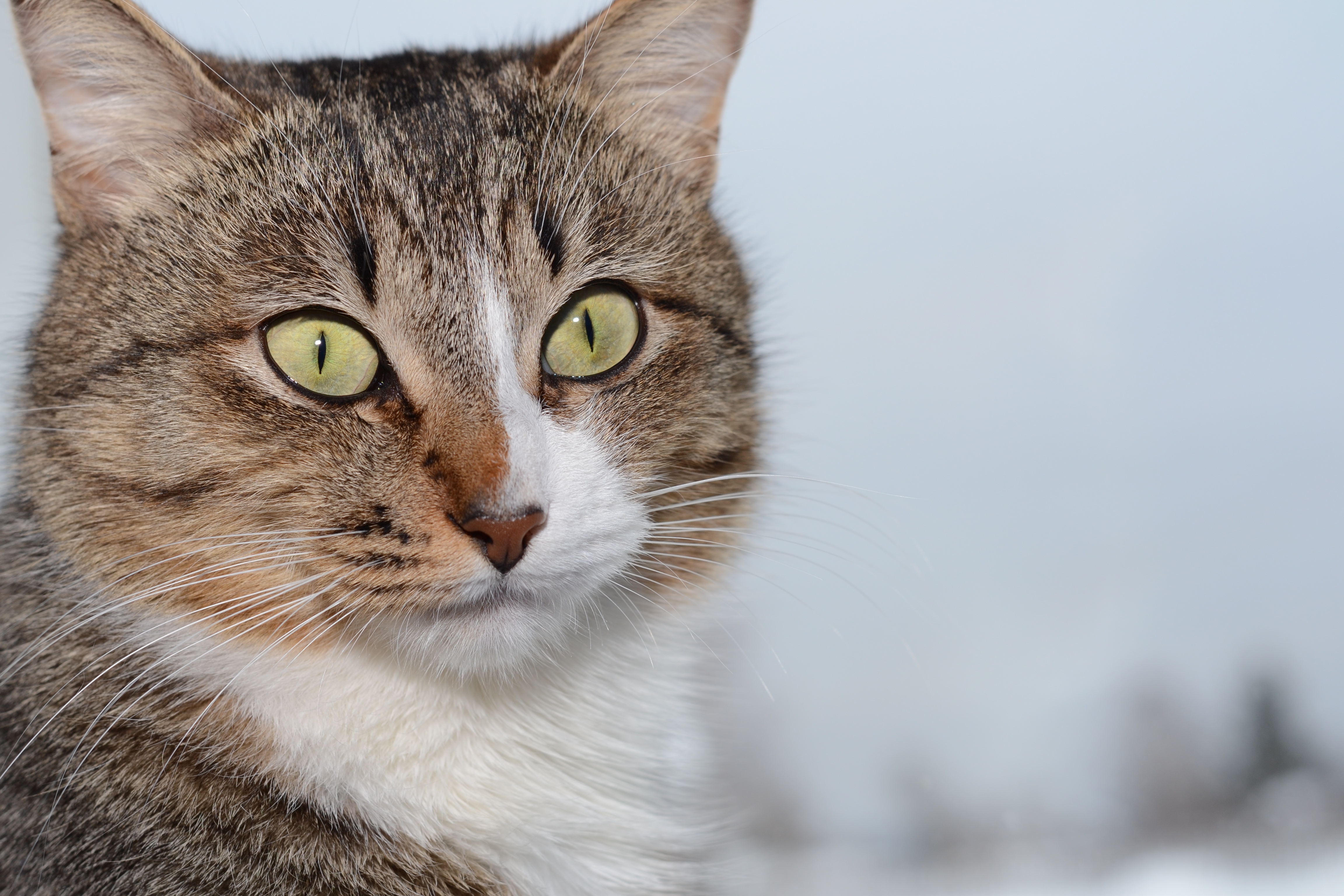Close-up of a tabby cat's face HD Wallpaper