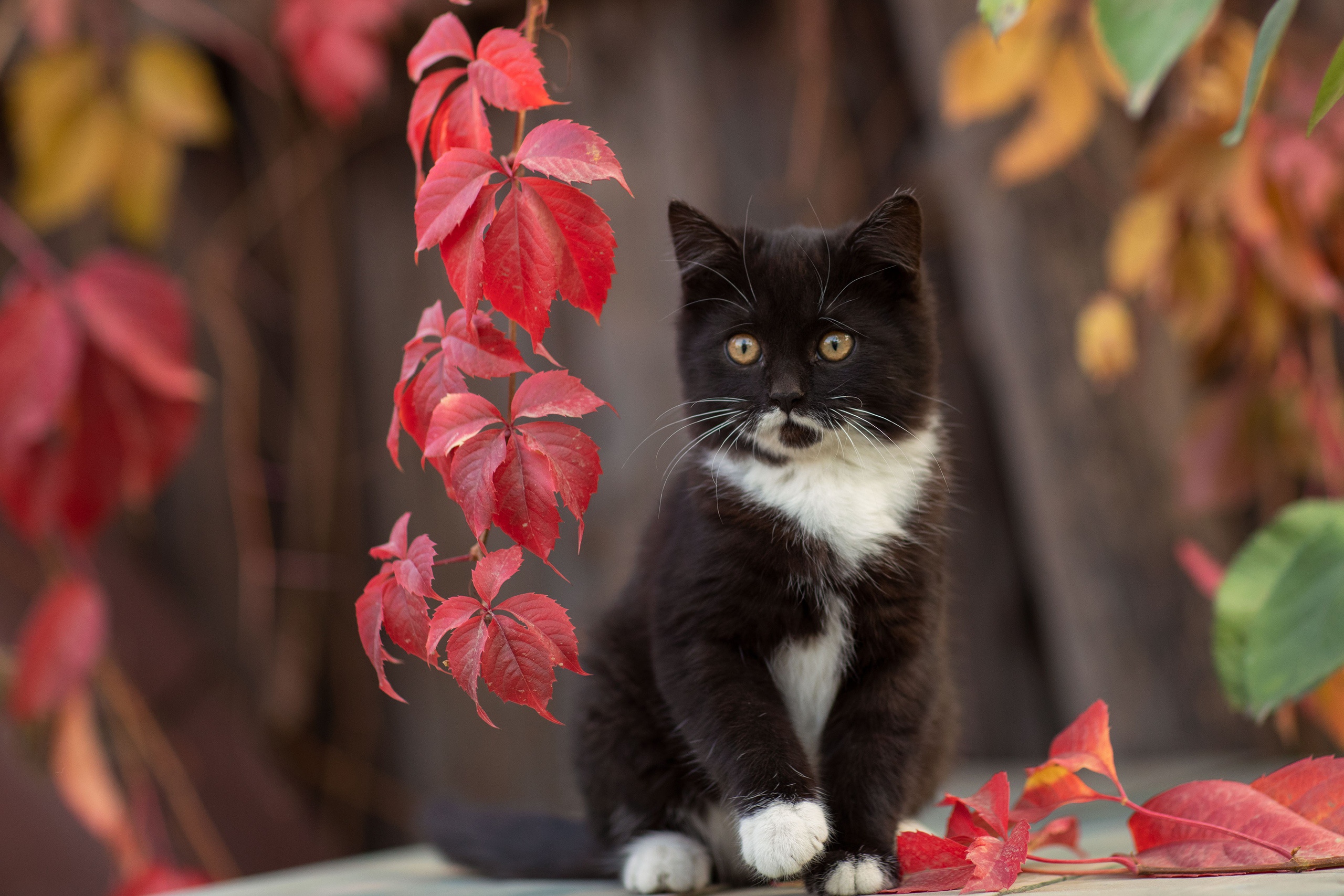 Black and white kitten sitting among red leaves HD Wallpaper