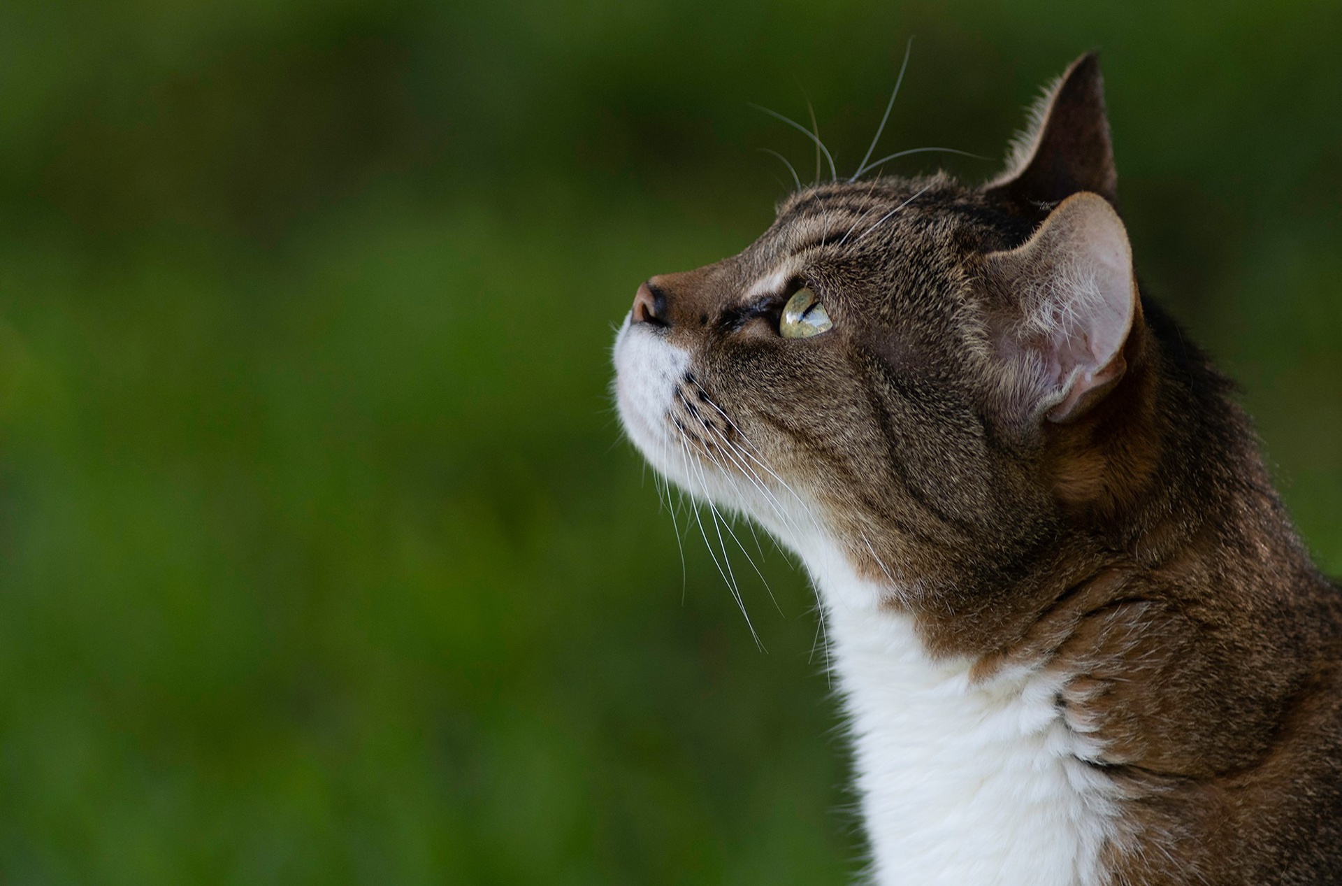 Close-up of a tabby cat looking up HD Wallpaper