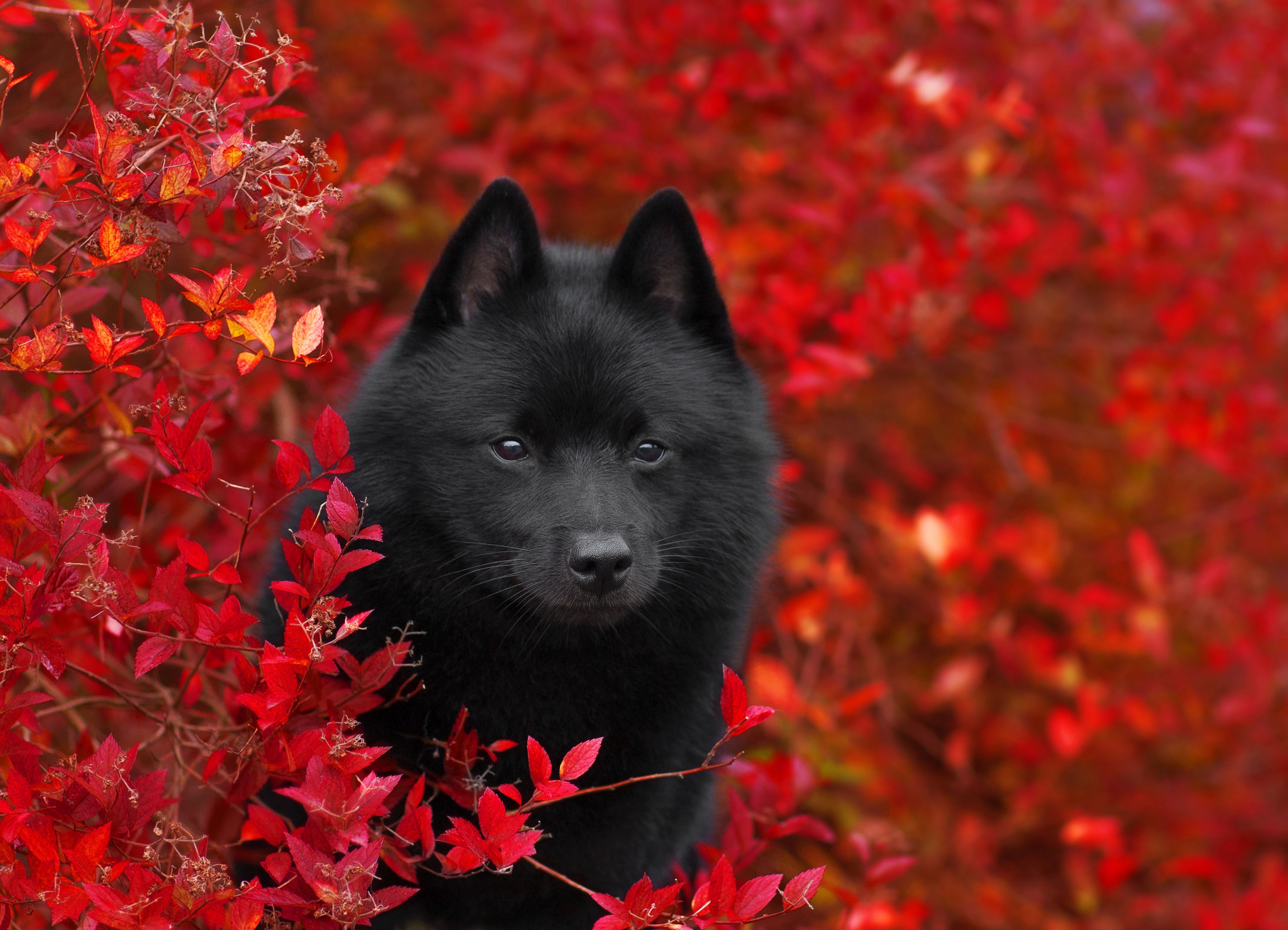 Black dog in red autumn leaves HD Wallpaper