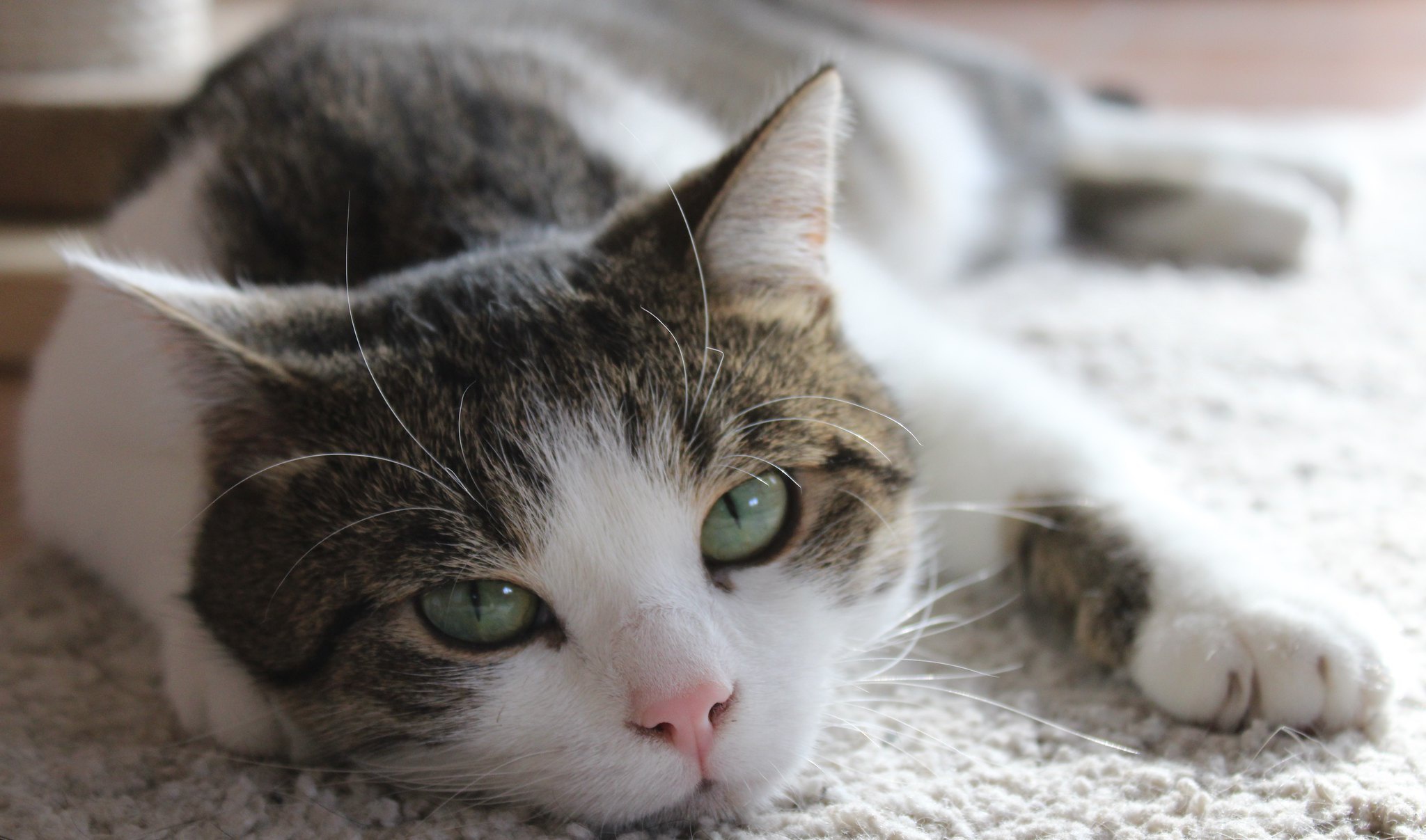 Tabby and white cat lying on a rug HD Wallpaper