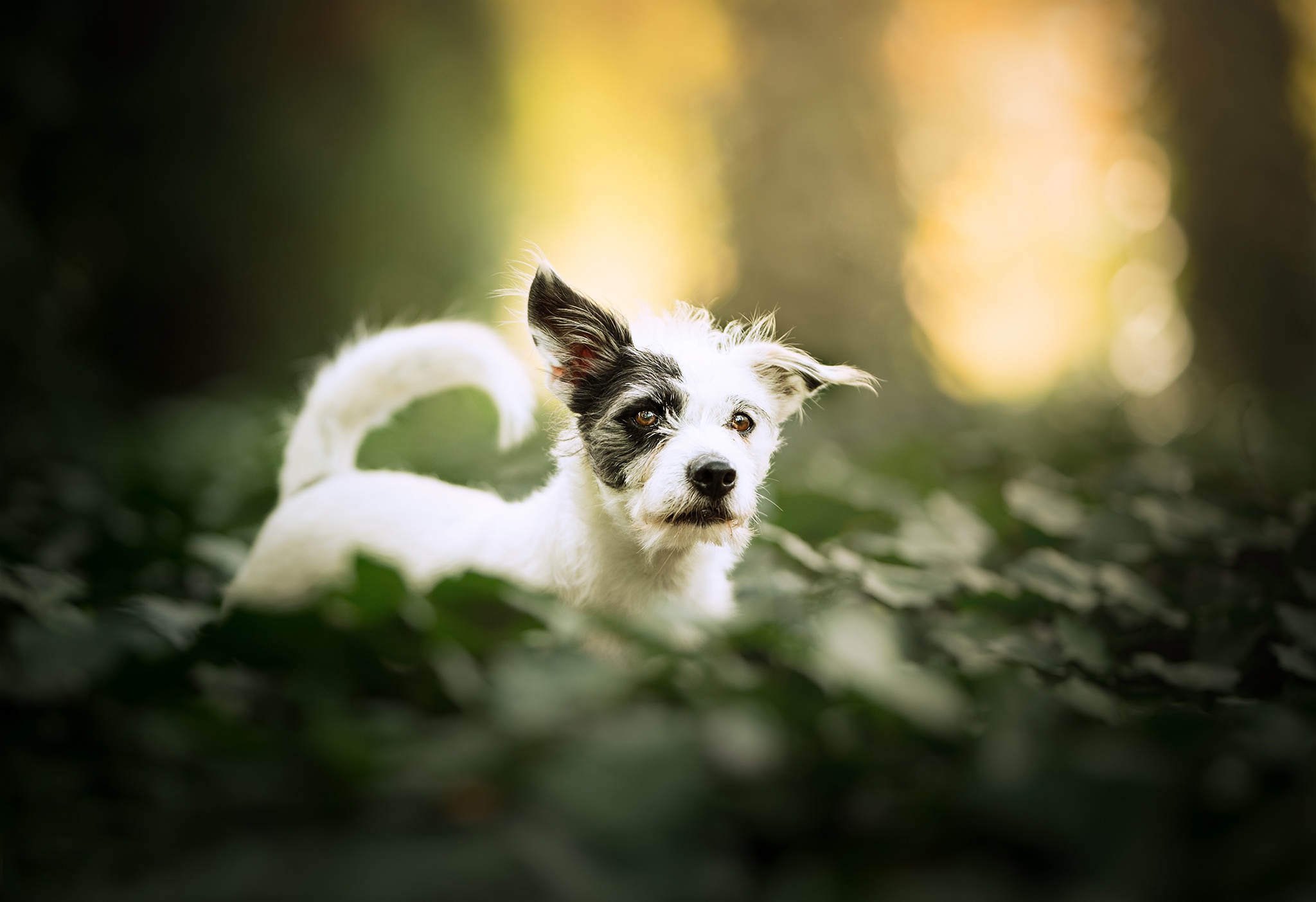A scruffy terrier mix dog in a forest HD Wallpaper