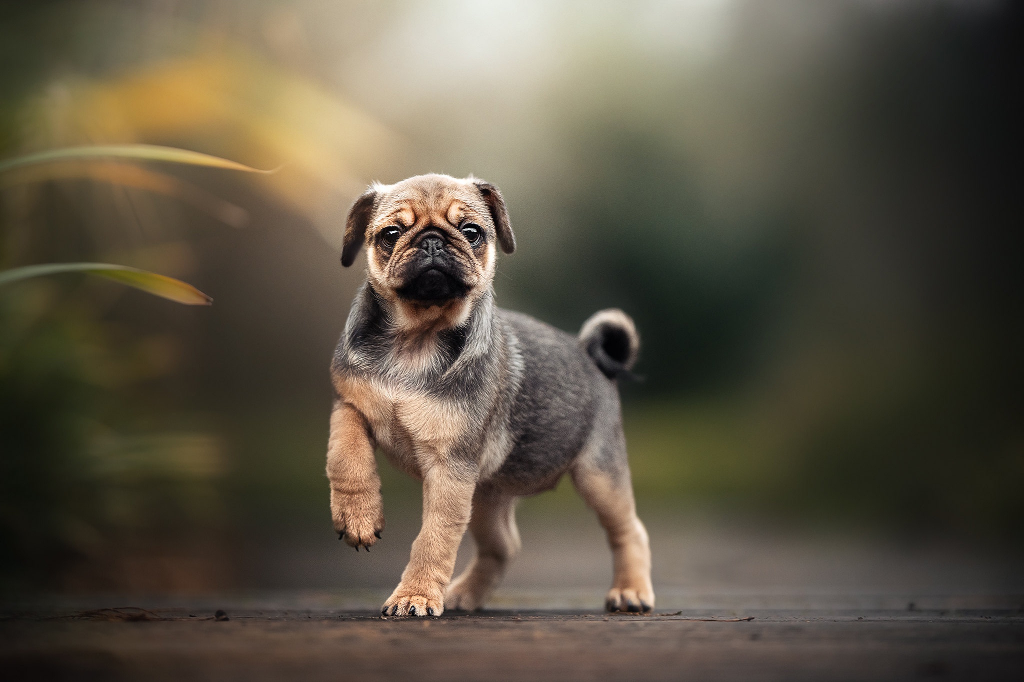 Pug puppy walking on a wooden surface HD Wallpaper