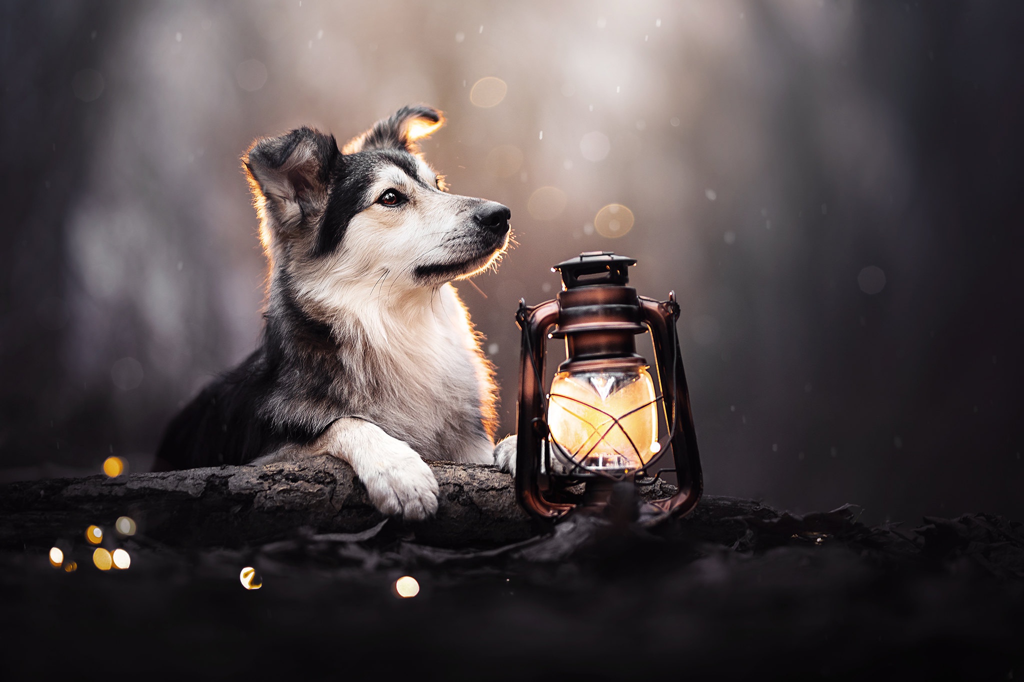 Puppy with a lantern in a forest HD Wallpaper