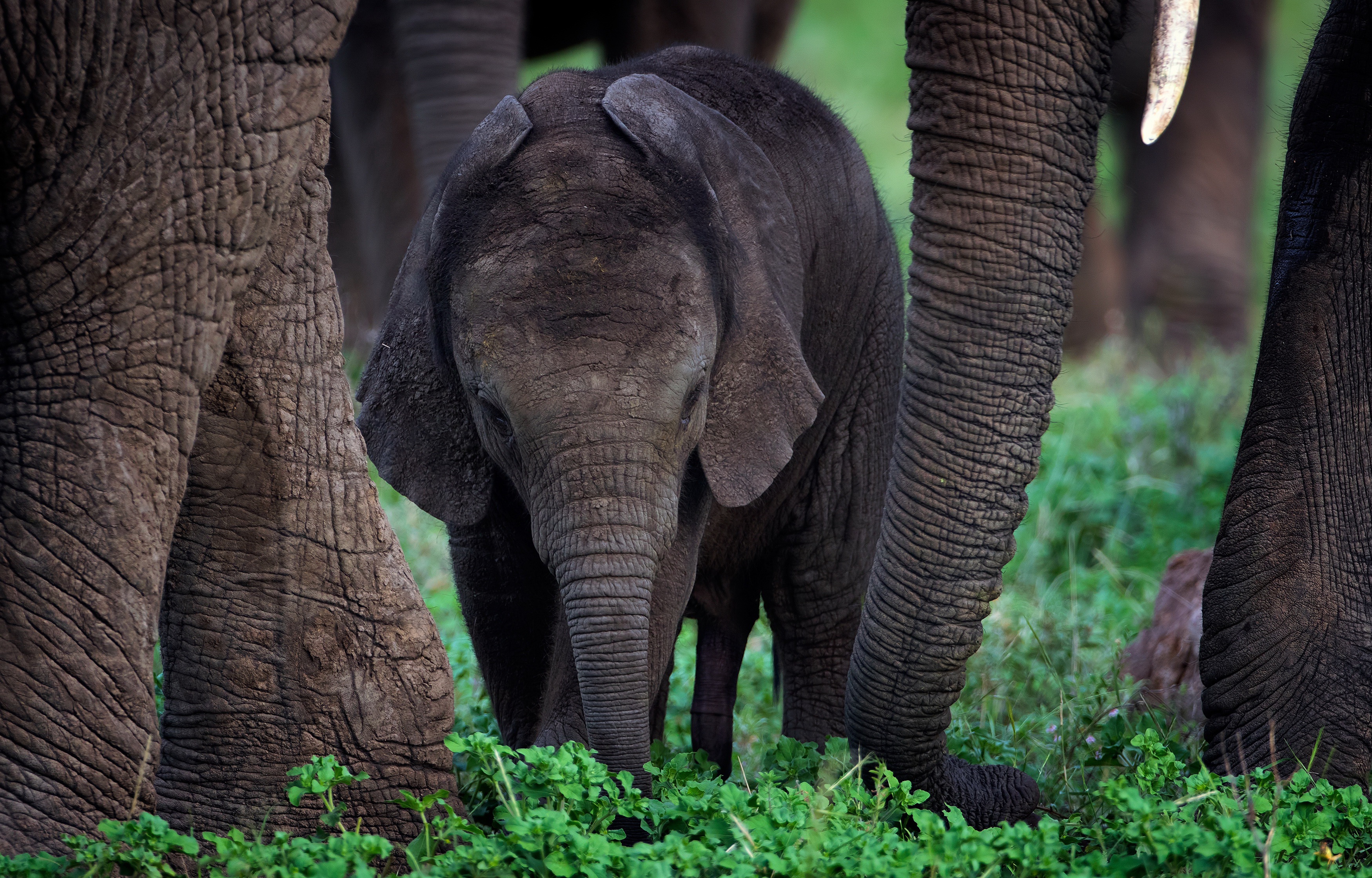 Baby elephant among adult elephants in green grass HD Wallpaper