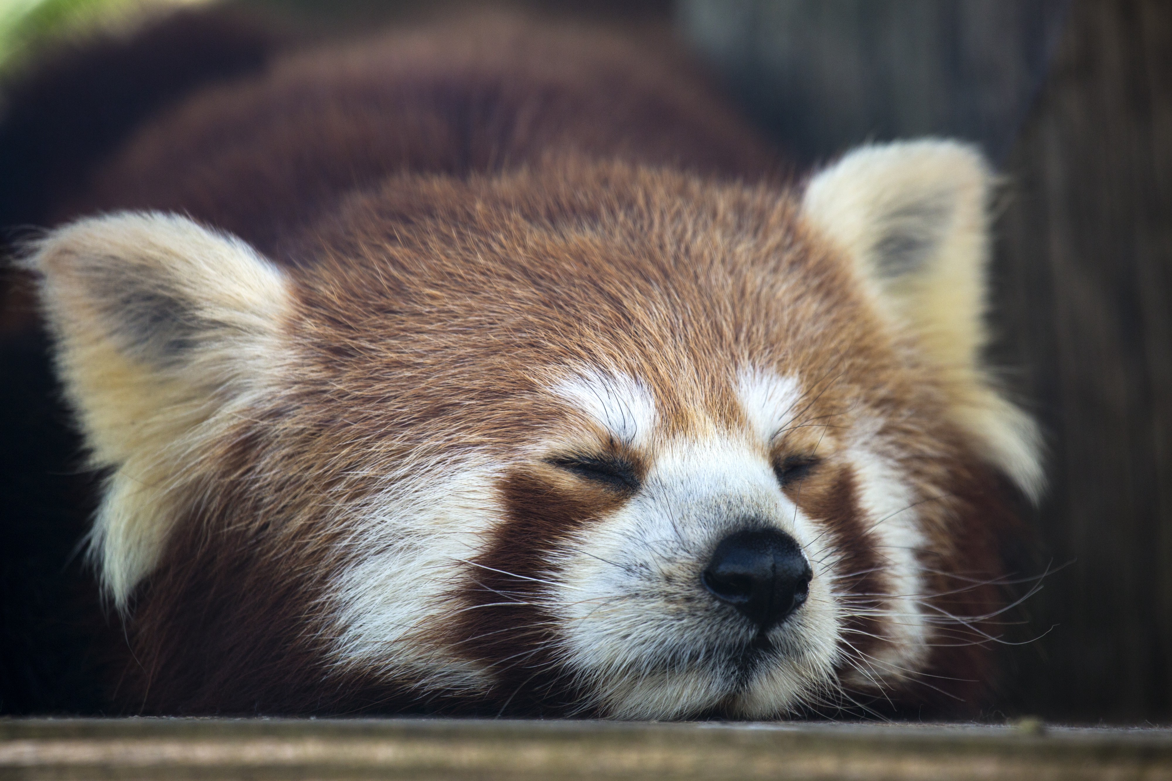 Red Panda Sleeping HD Wallpaper