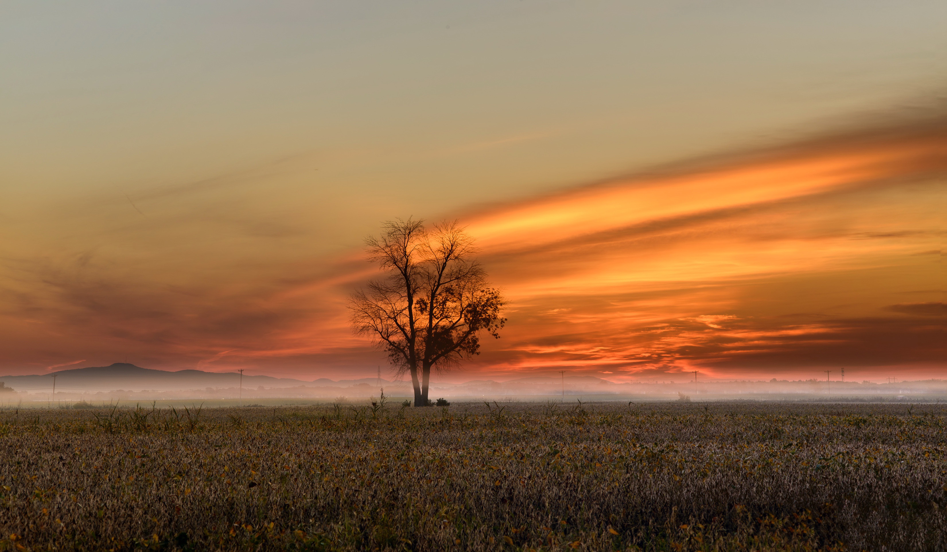 Tree in a field at sunset with fog HD Wallpaper